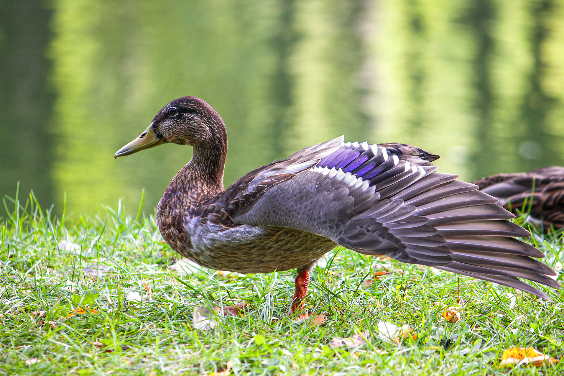 утка, кряква, anas platyrhynchos, КарОл