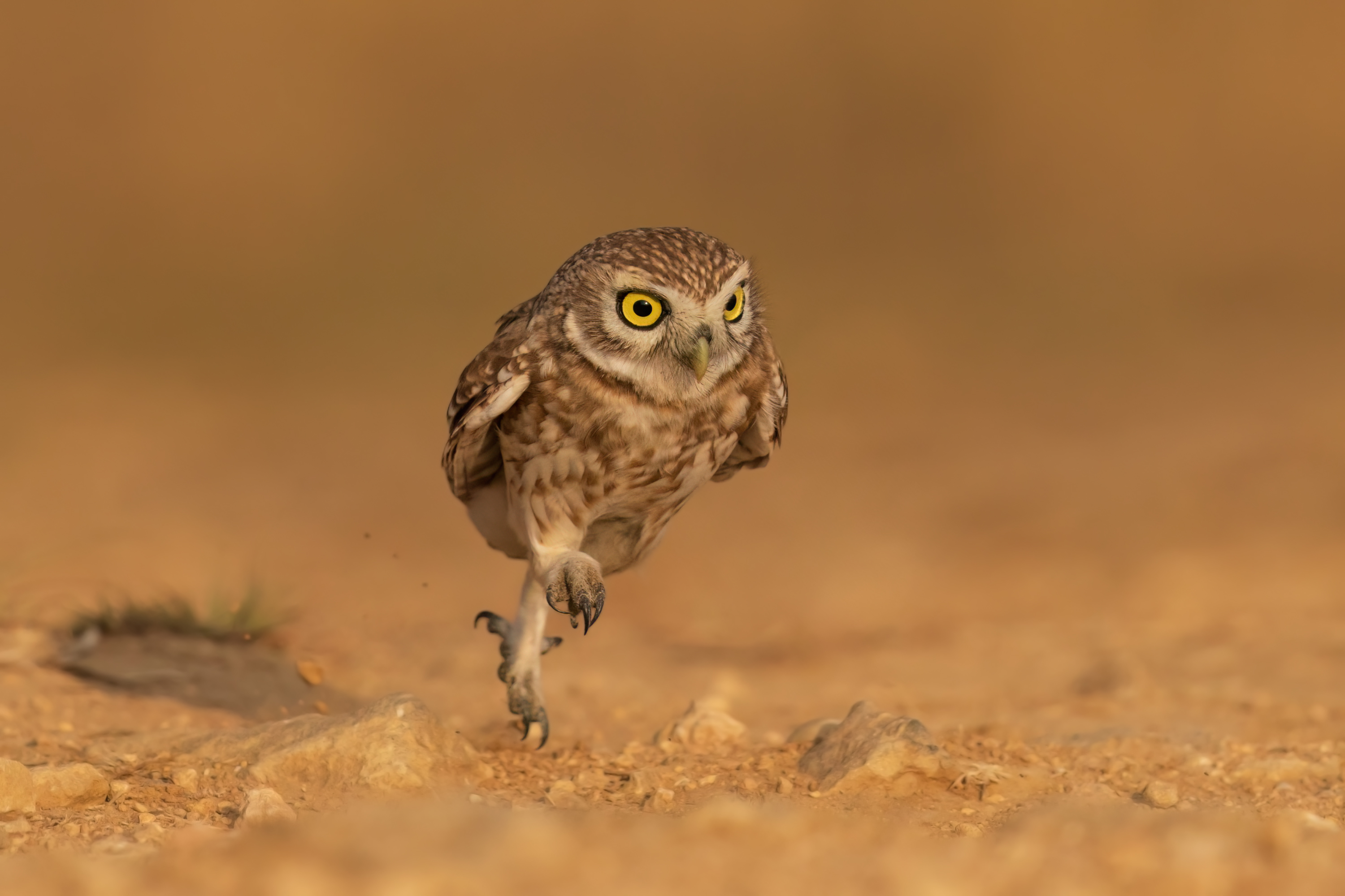 , Фруман Евгений