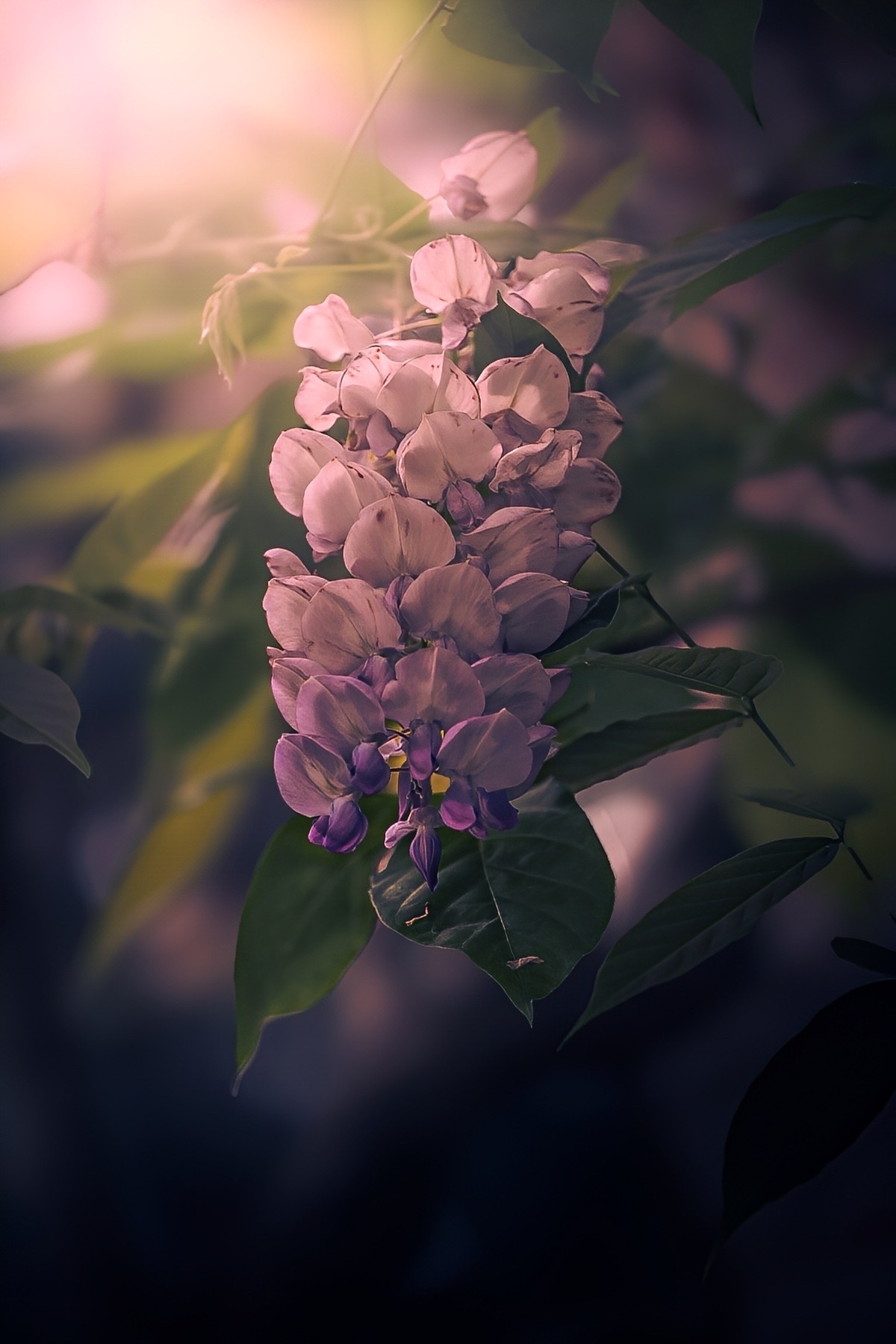 макро, macro, цветы, flowers, Julia Kaissa