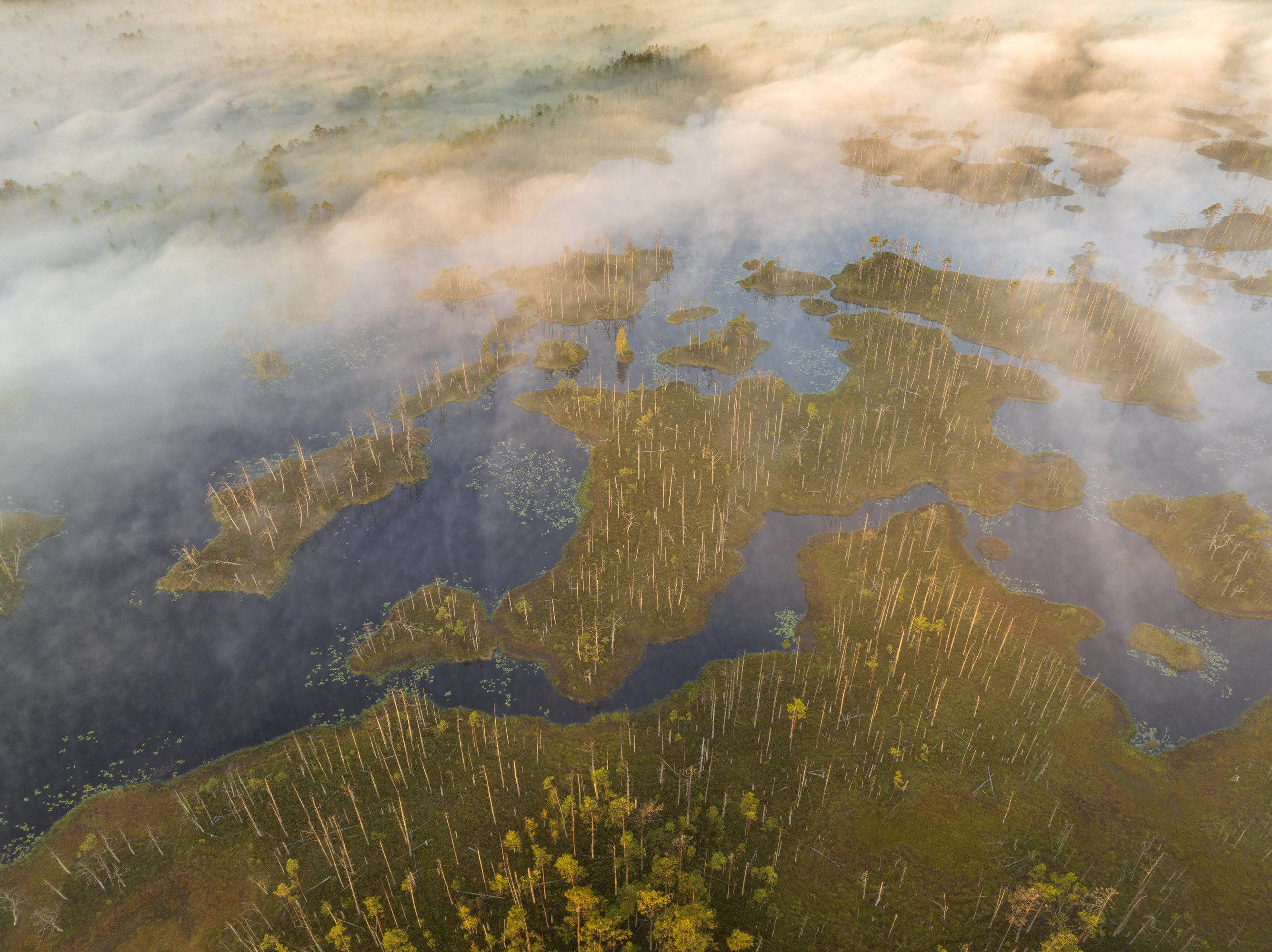 , Гордон Николай