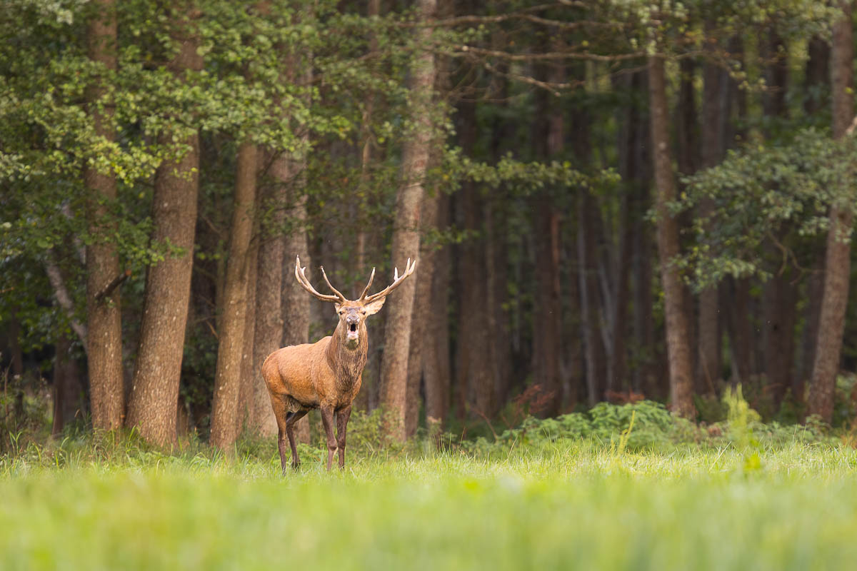 las,ssaki,byczek,rykowisko,przyroda,fauna, Zakrzewski Marcin