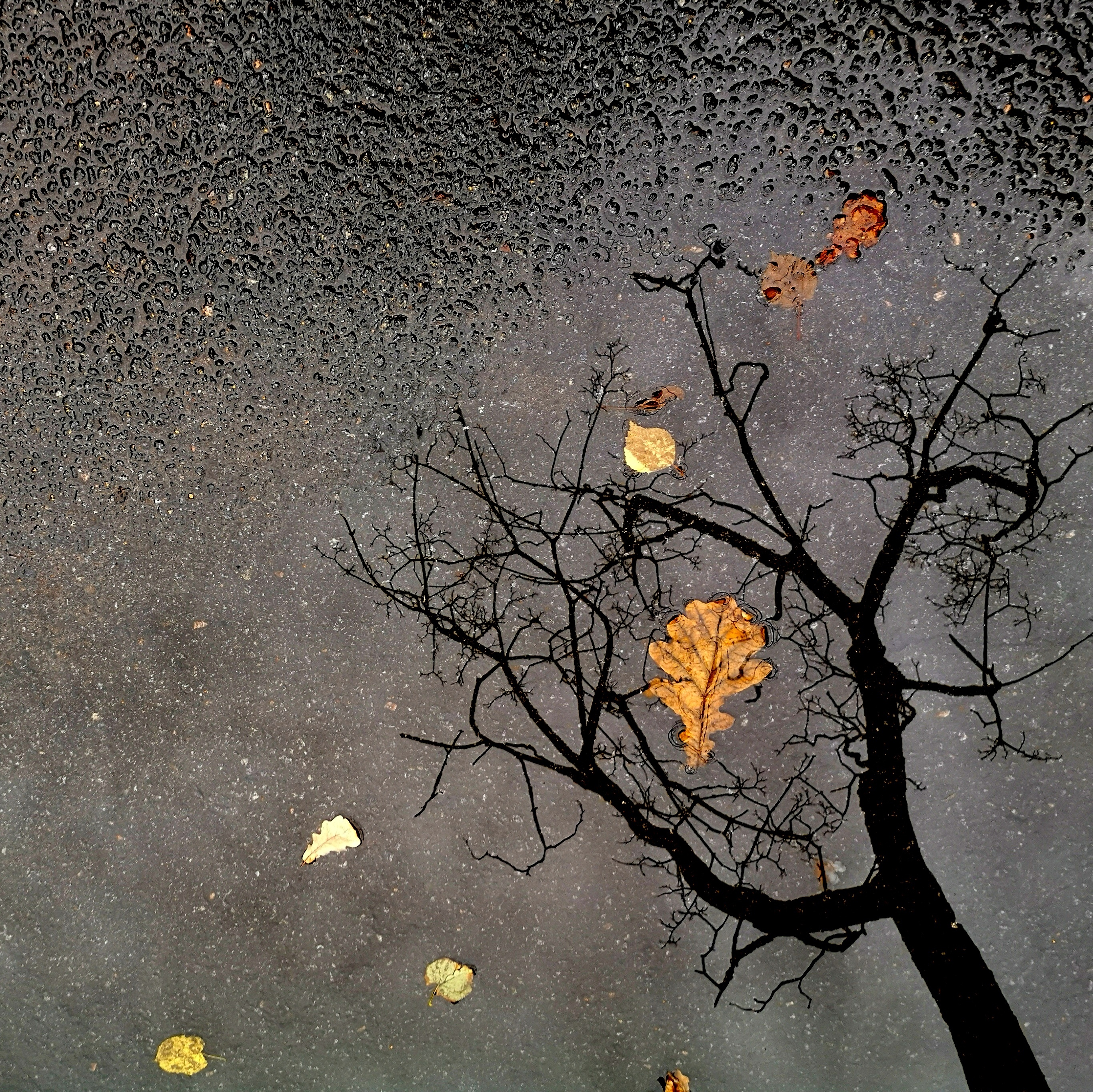 , Антон Лаба