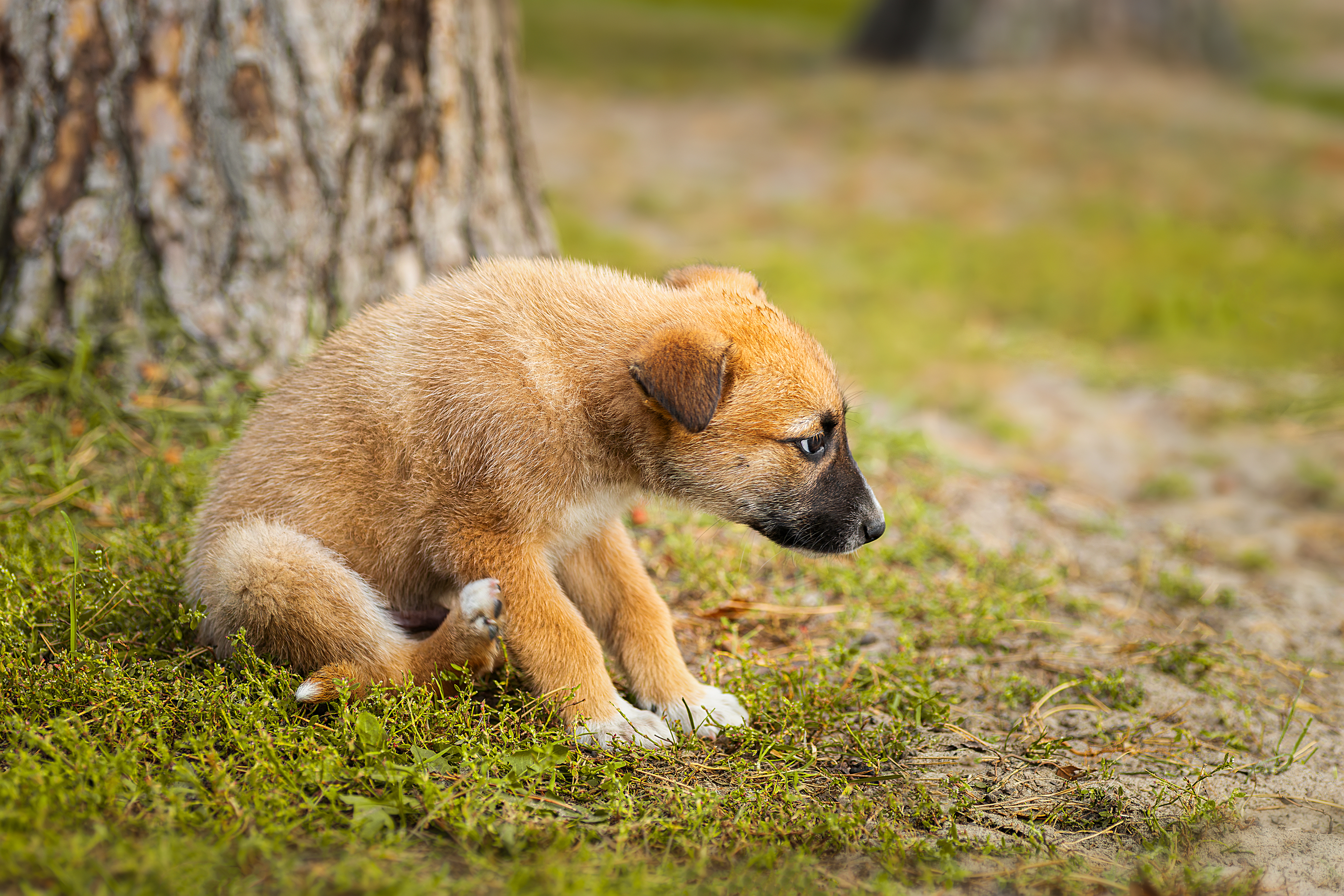 , Корнеев Алексей