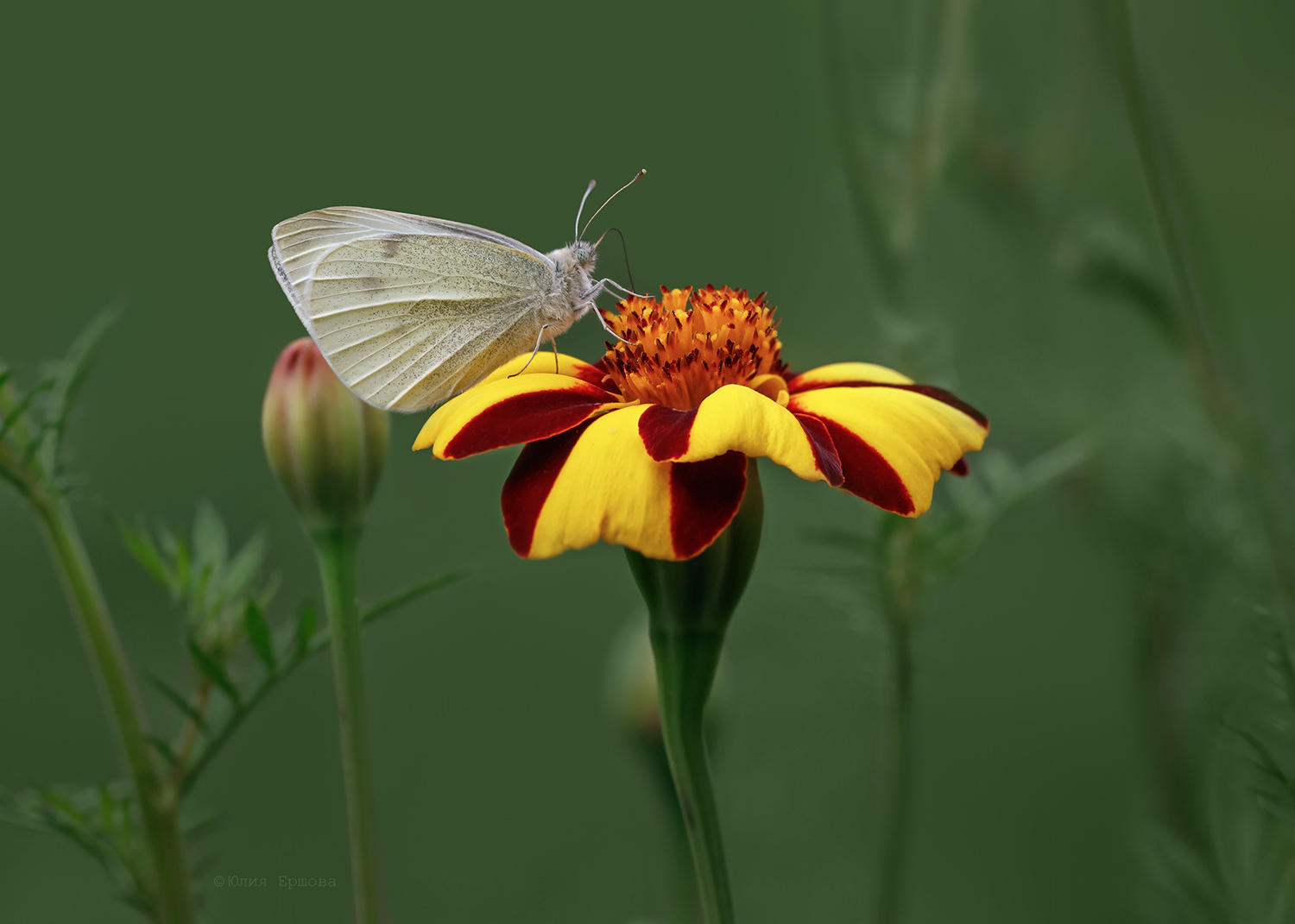 бабочка, белянка, Ершова Юлия