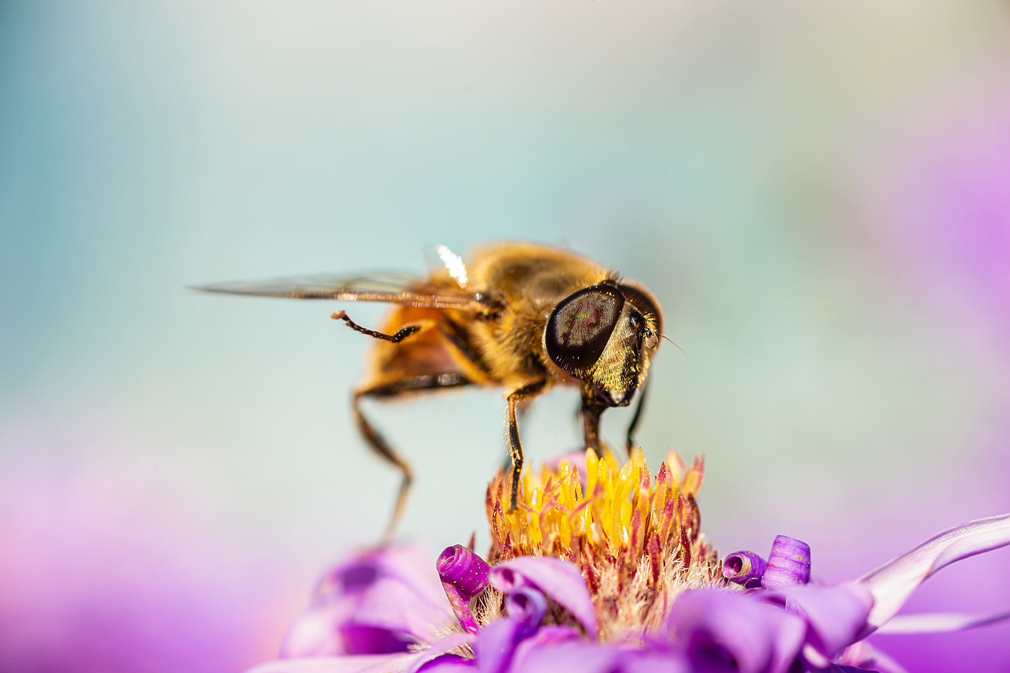 , Корнеев Алексей