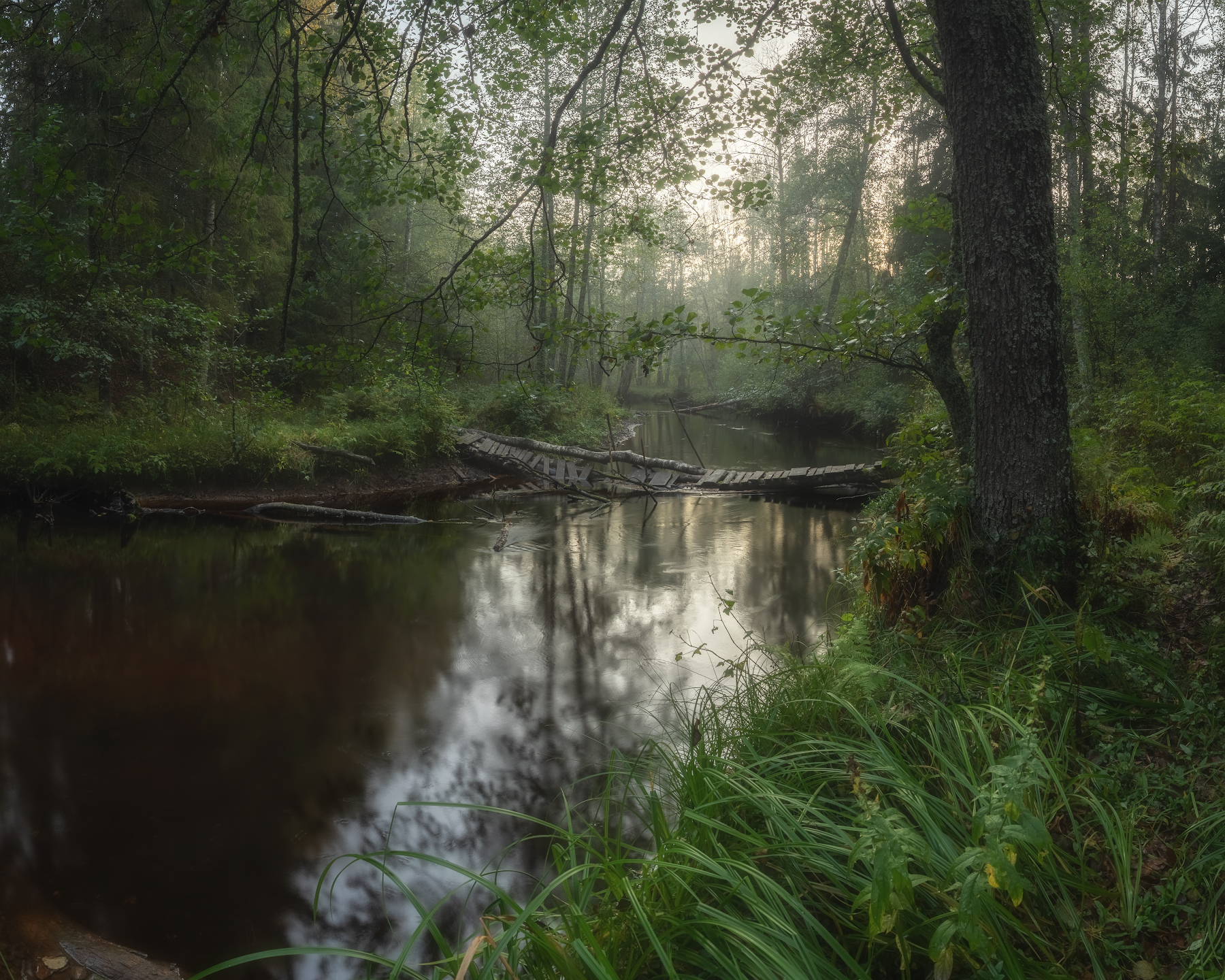 ленобласть, лес, осень, Марголин Алексей
