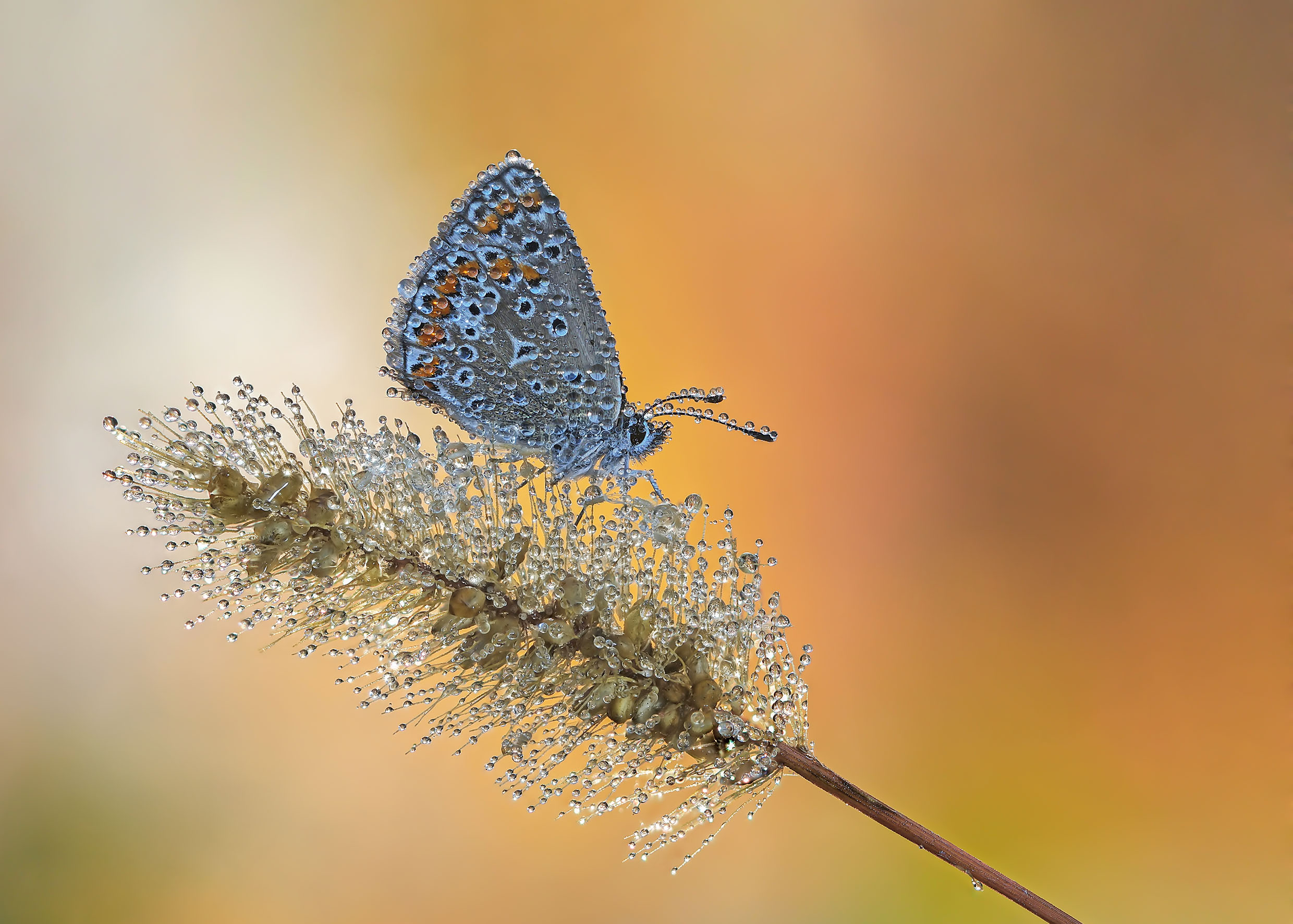 Бабочка, голубянка, роса, Чепленко Алексей