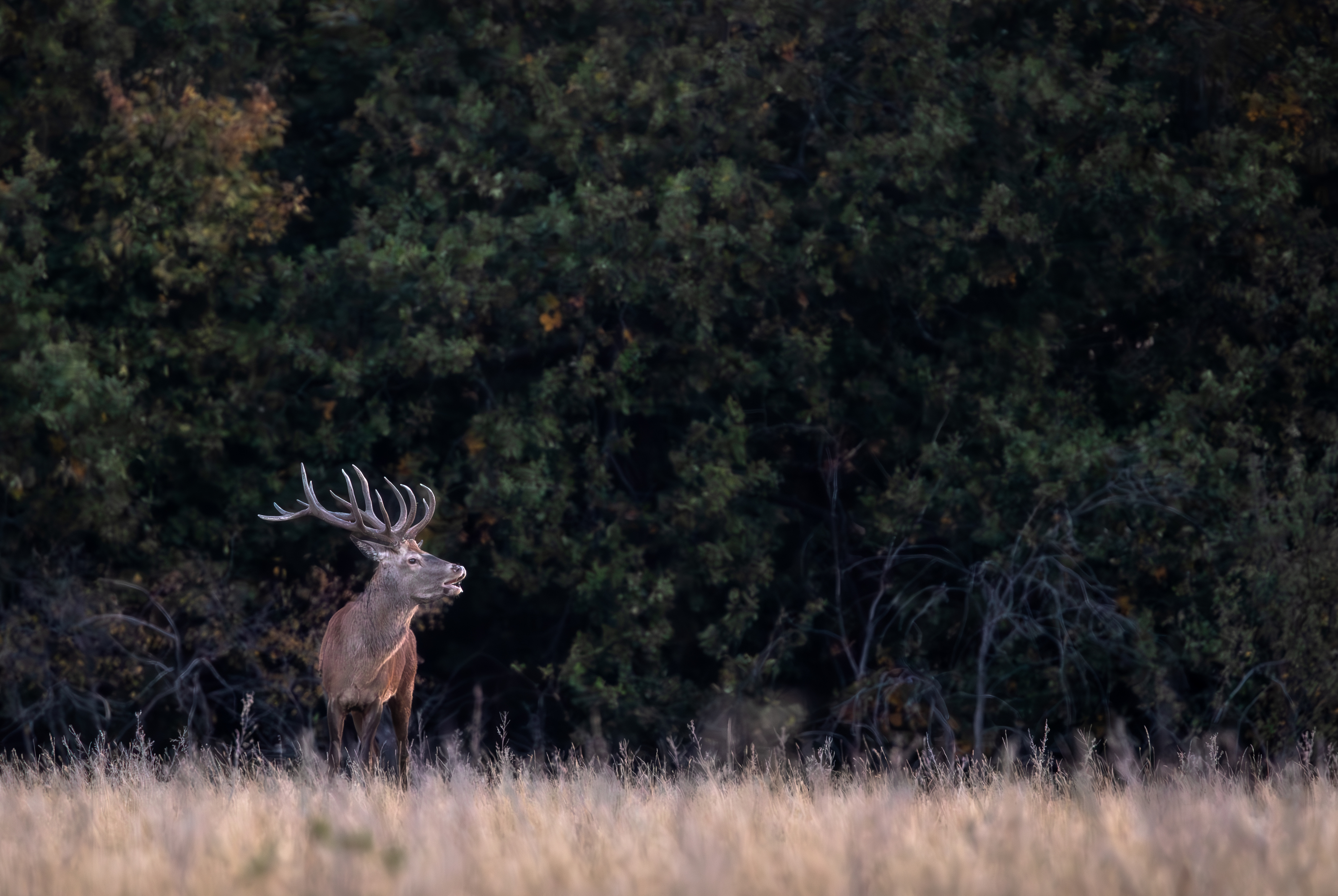 , Веревченко Михаил