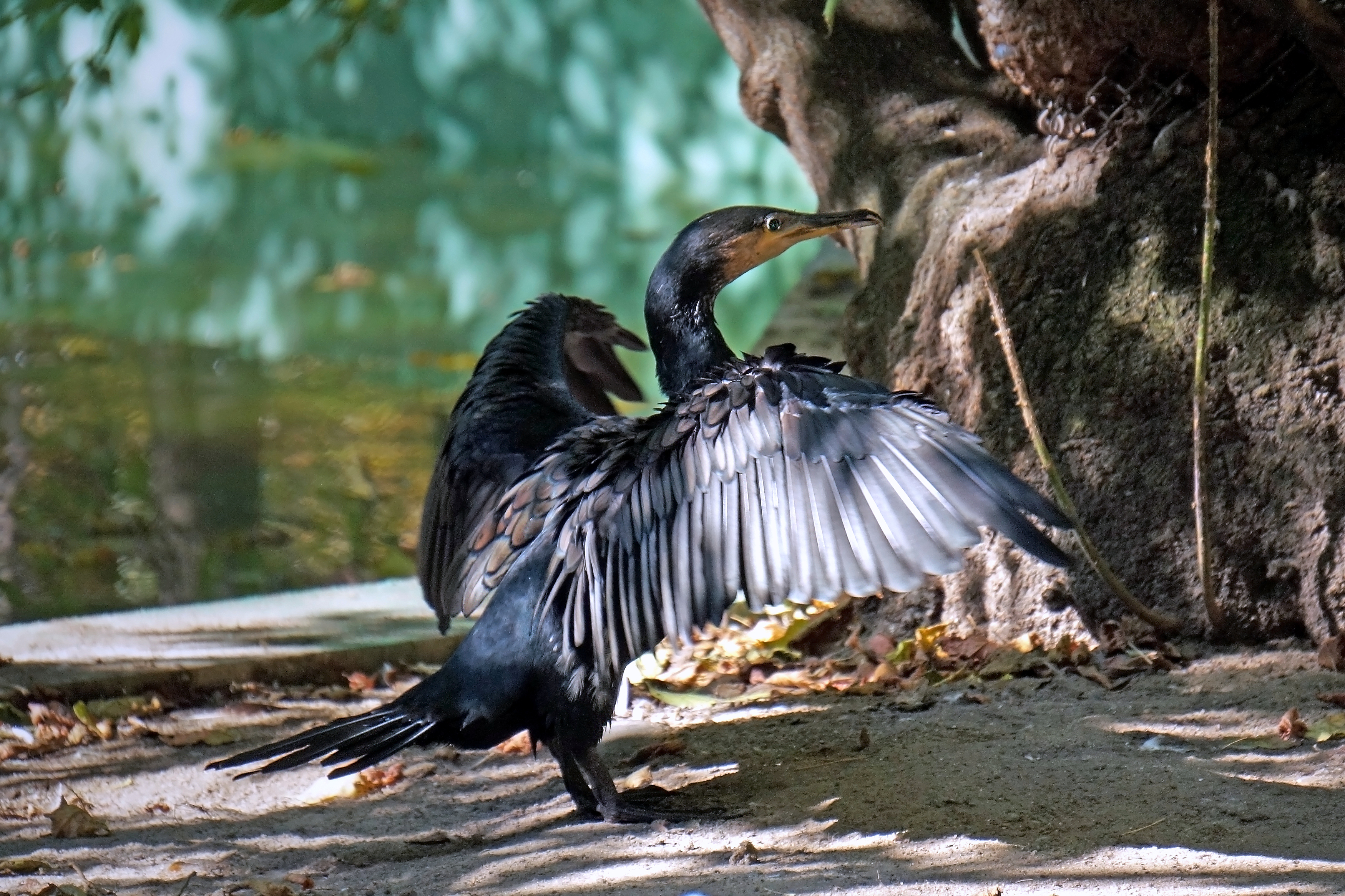 баклан, птицы, настоящие птицы, баклановые, животные,,  Людмила