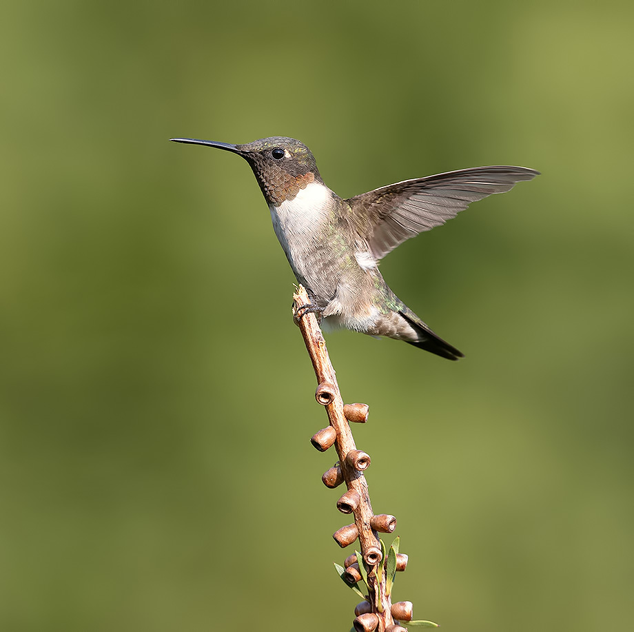 колибри,ruby-throated hummingbird, hummingbird, Etkind Elizabeth