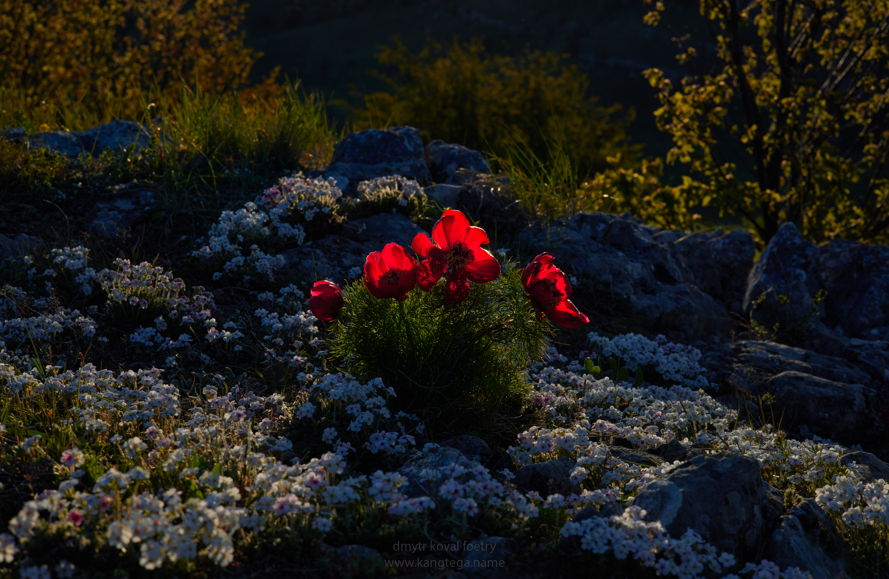 пейзажемагьё, пейзаж-как-виденье, Коваль Дмитр