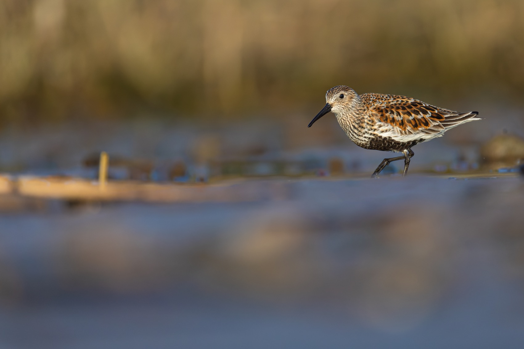 чернозобик, кулик, птицы, Ruslan Pl
