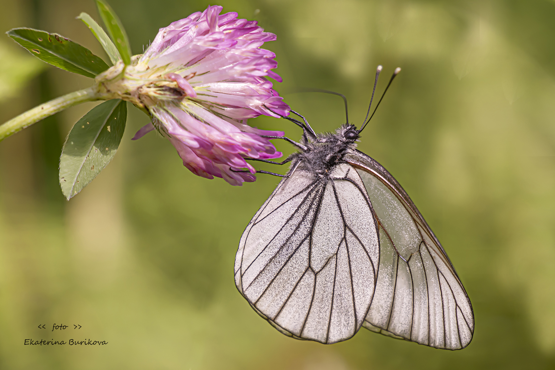 , Бурикова Екатерина