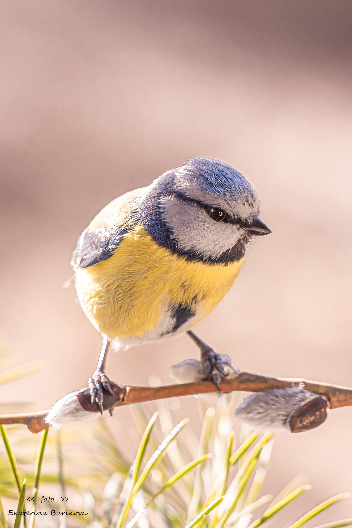 , Бурикова Екатерина