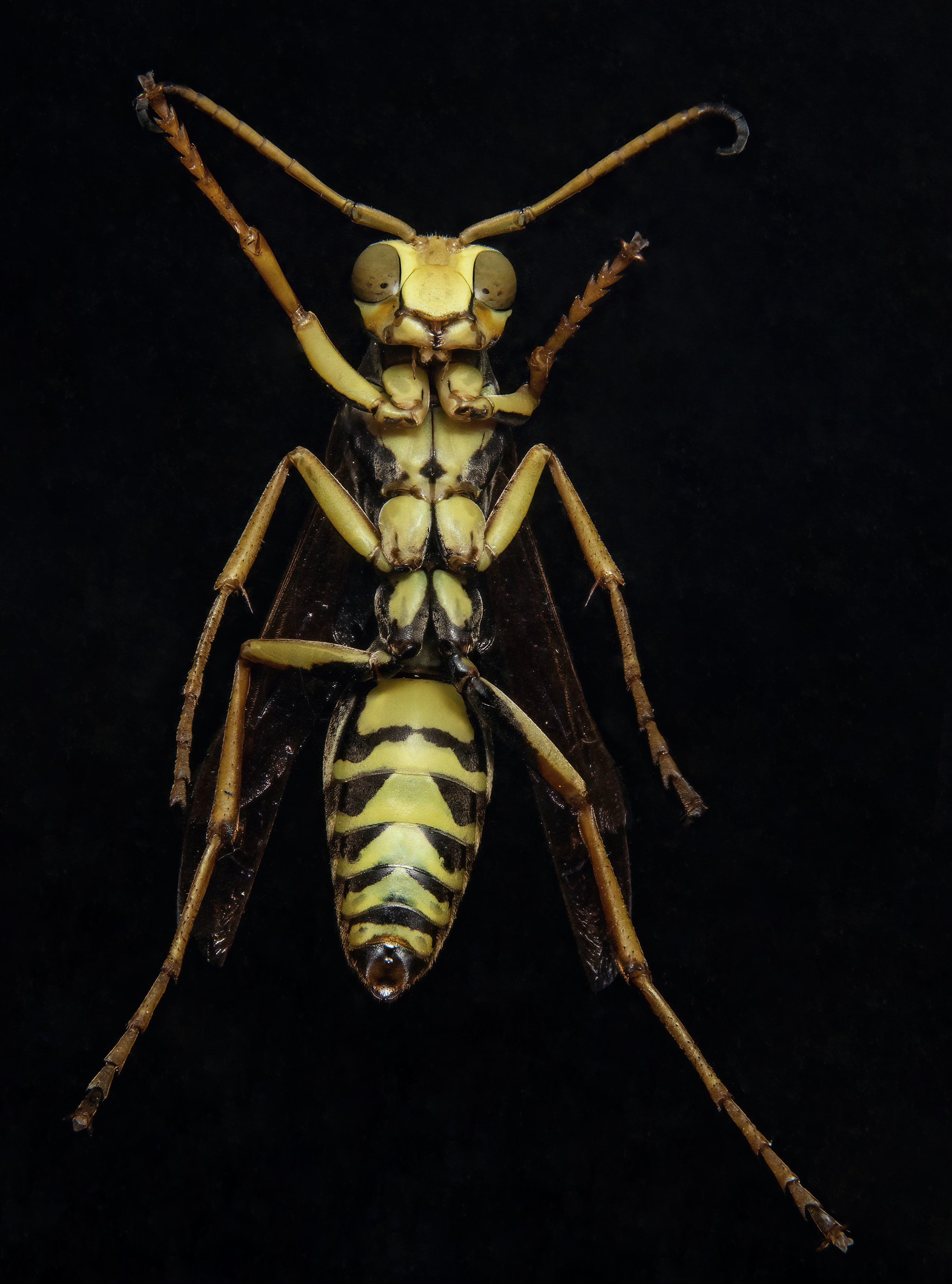 макрофото, макрофотографии, фотомакро, насекомые, макромир, макрофотограф, макроаддикт, макро_мир, naturelovers, naturelover, naturephotography, macrolove, macro_love, biodiversity, macrophotography, macro, macronature, entomology, arthropods, arthropod, ,  Stephane