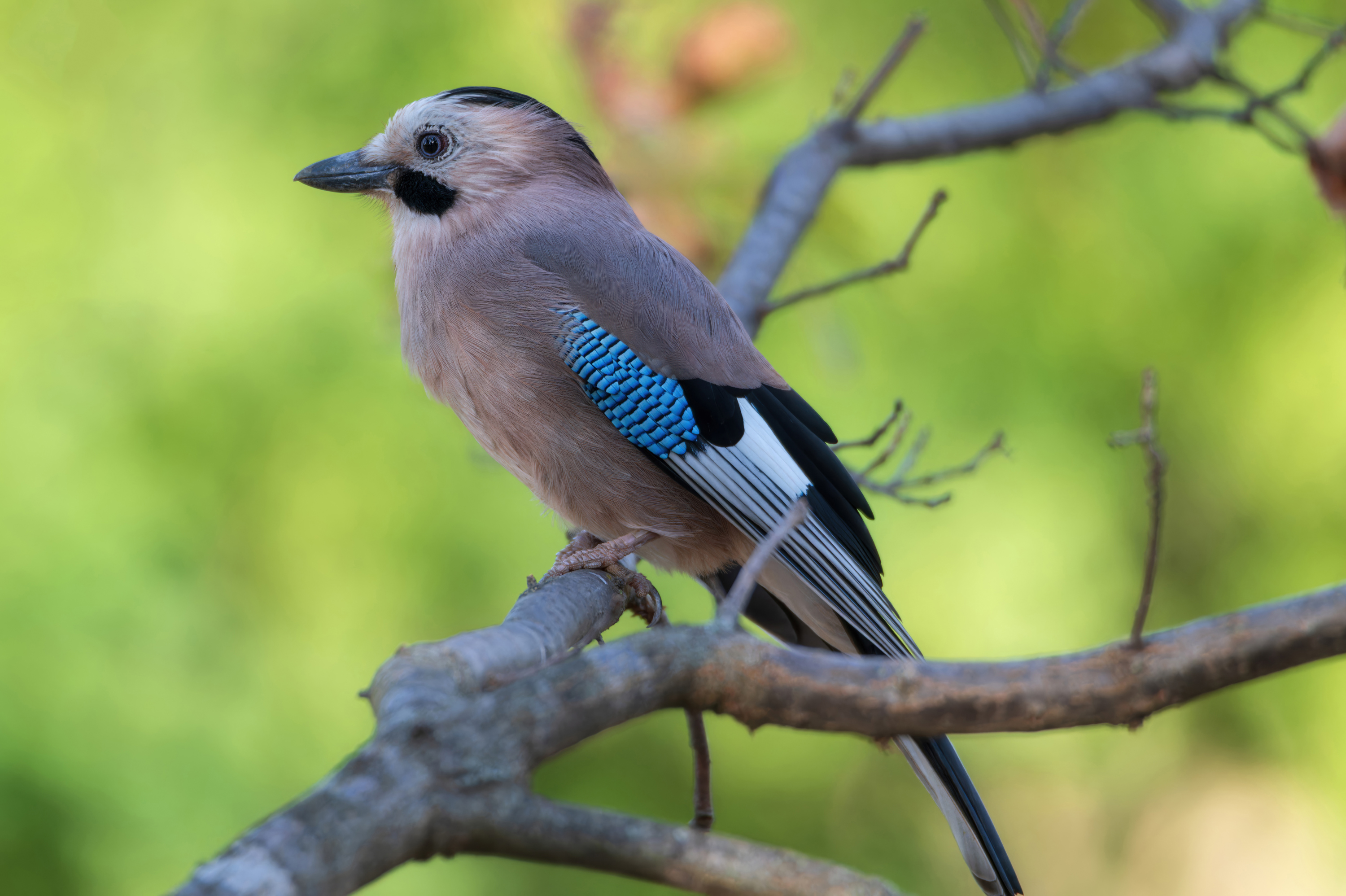 , Сергей Тихомиров
