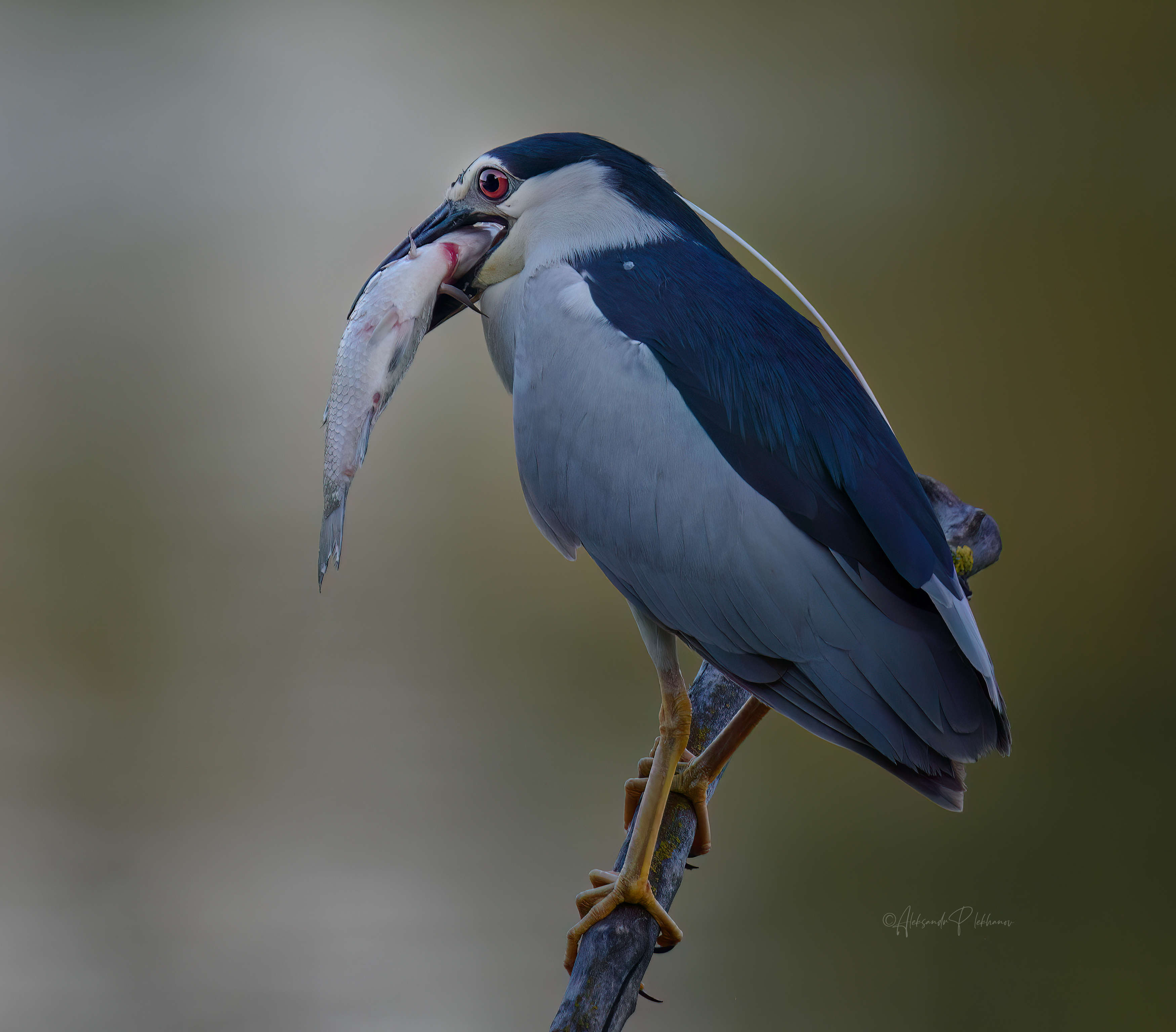 black-crowned, night, heron, Плеханов Александр