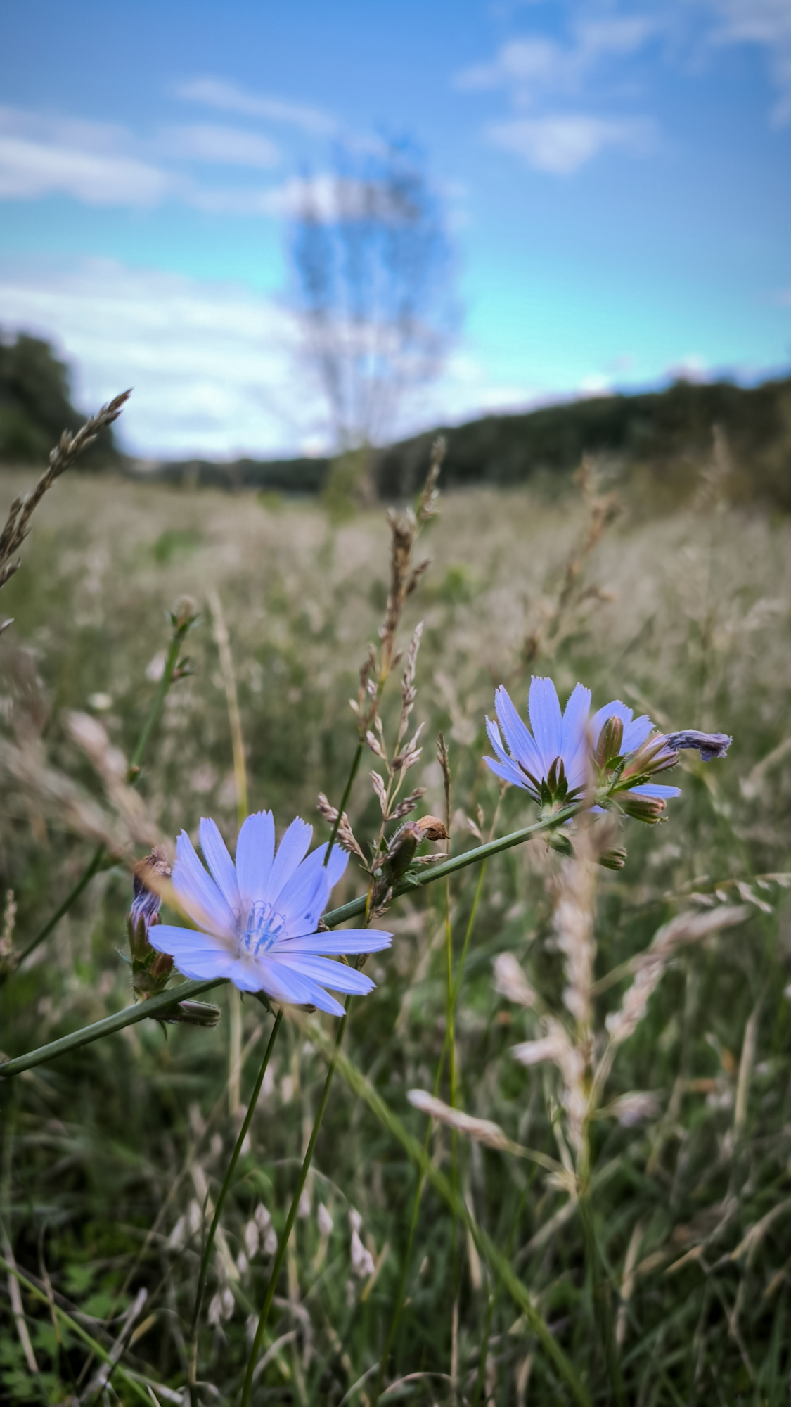 пейзаж, цикорий, небо, Лариса Белякова