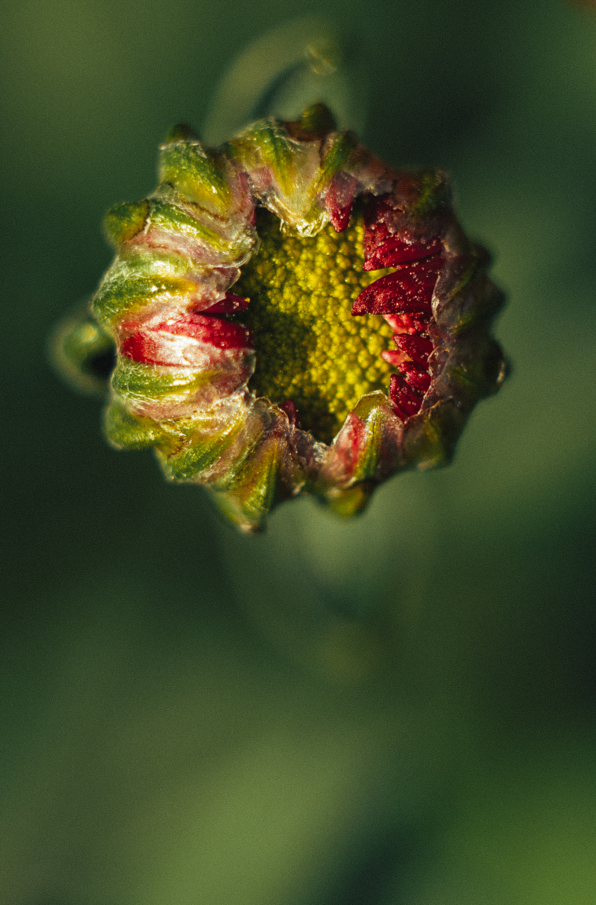 , Дмитрий Гусалов
