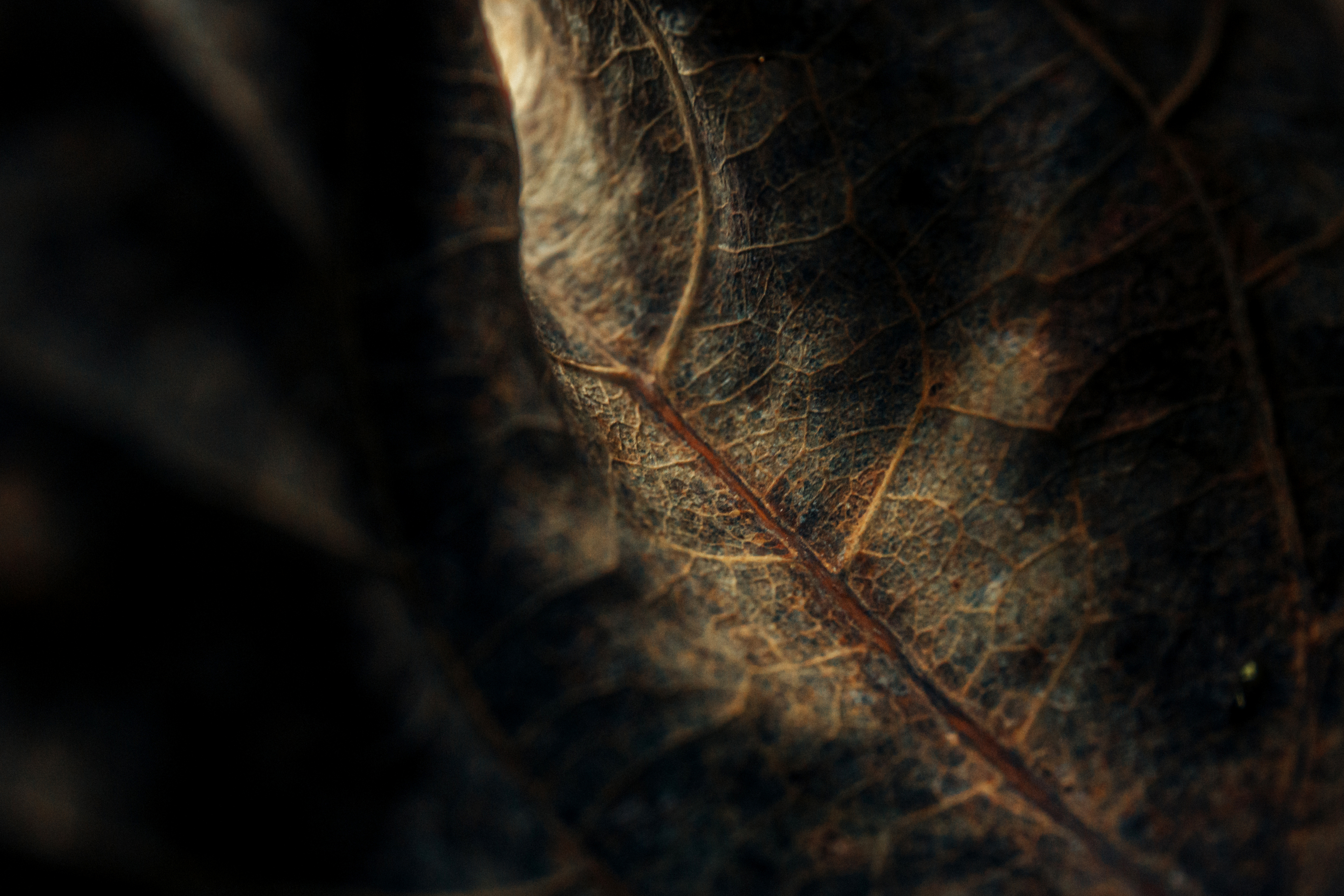 лист, гербарий, природа, сухой, фактура, текстура, свет, Виктор Гагарин