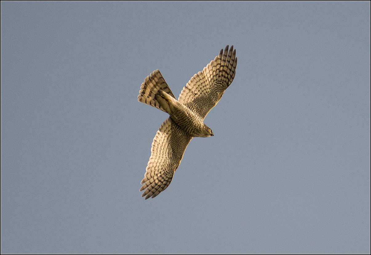 москва, сентябрь, парк, птица, АНАТОЛИЙ ДОВЫДЕНКО