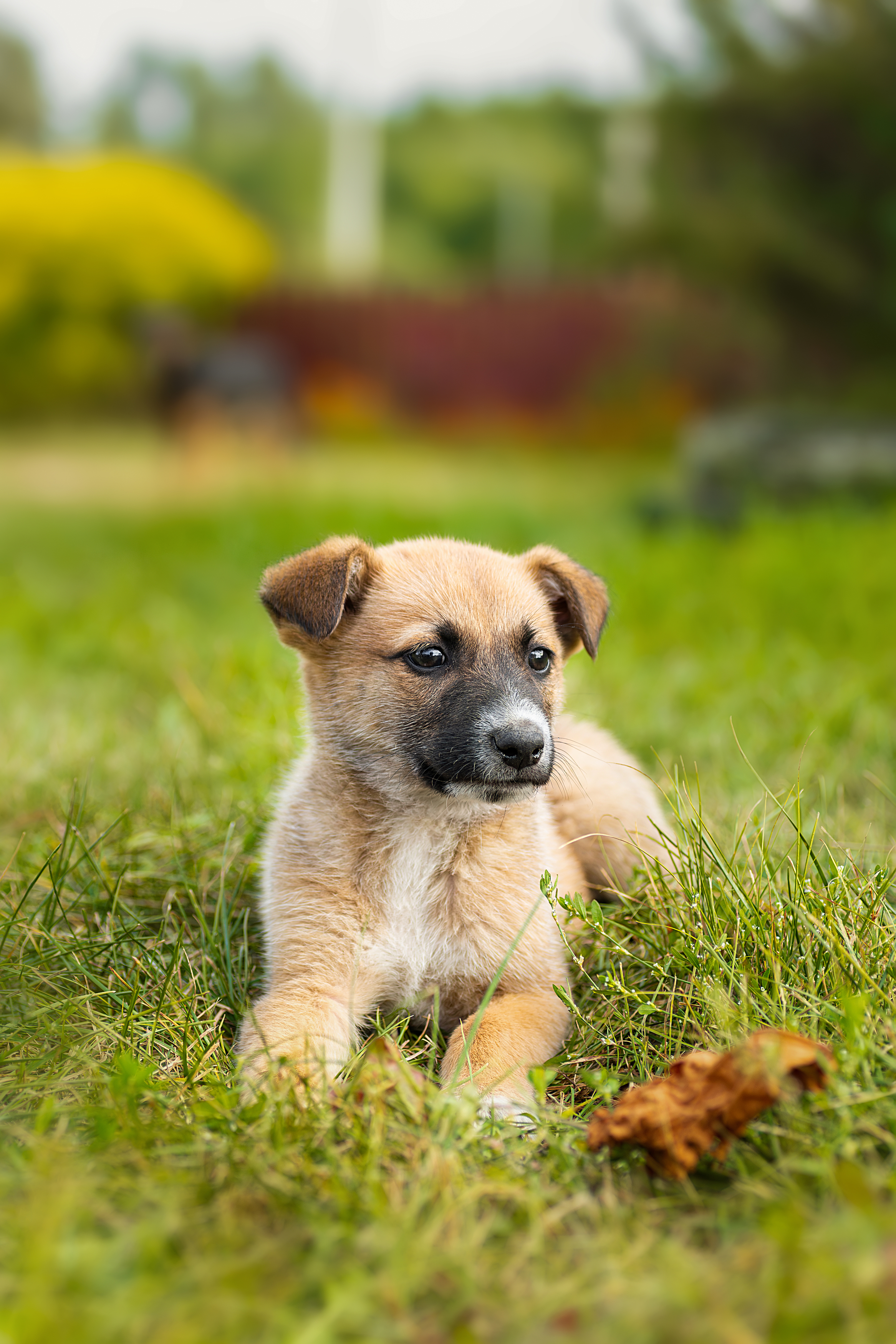 , Корнеев Алексей