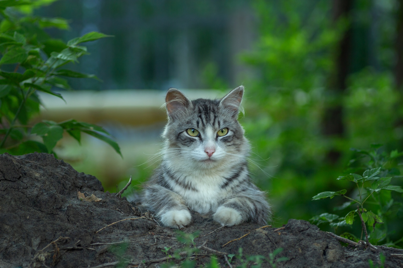 дворовая, кошка, Александр Канцур