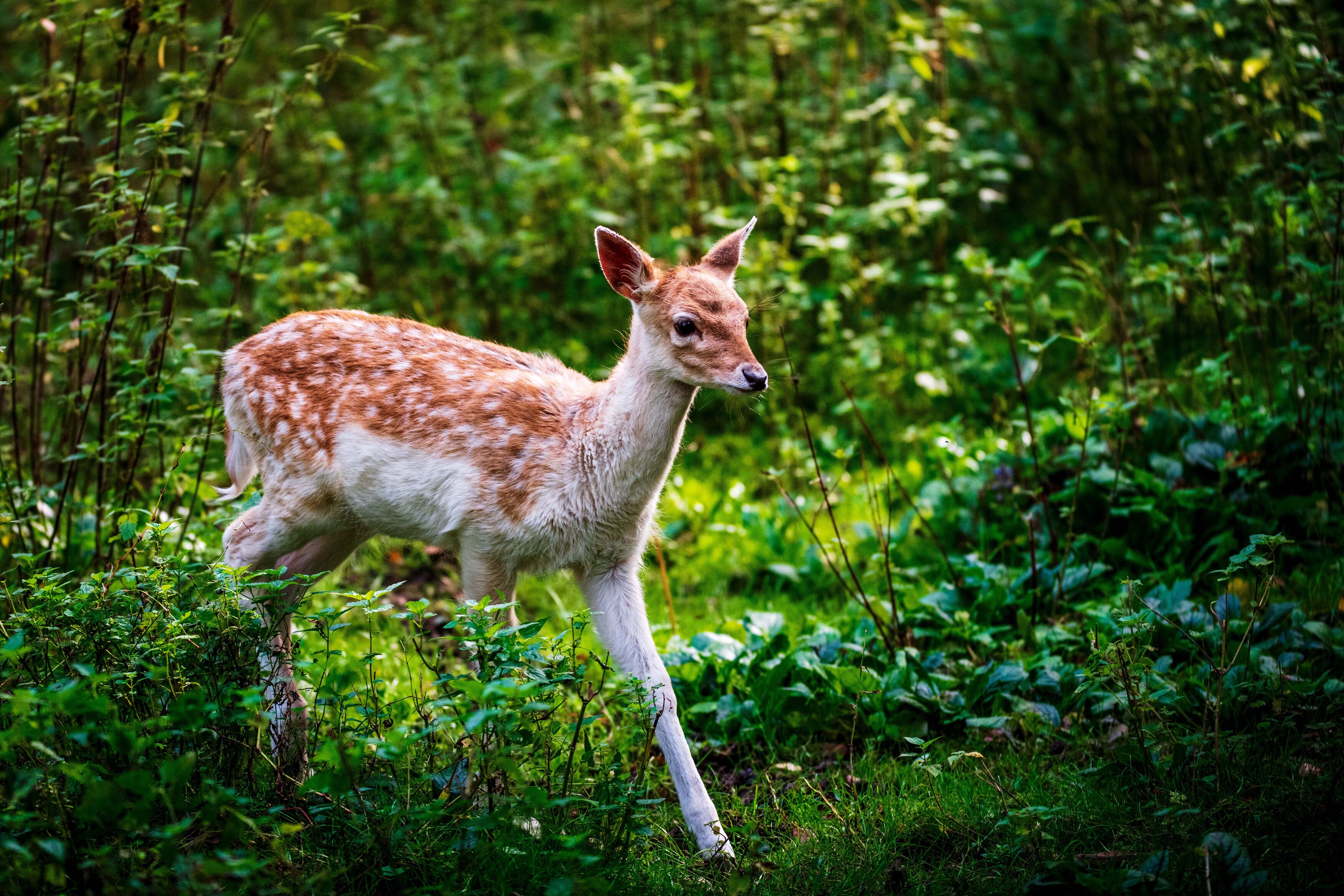 , Павел Ныриков