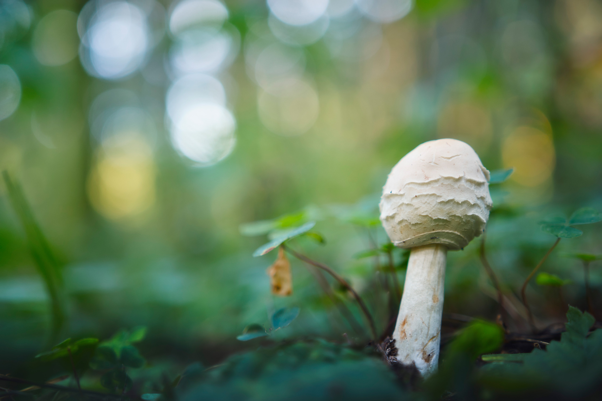 гриб, Валерий Вождаев