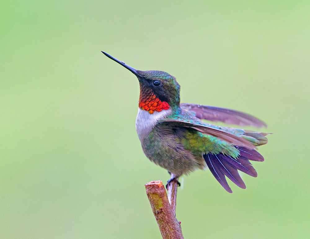 колибри,ruby-throated hummingbird, hummingbird, Etkind Elizabeth