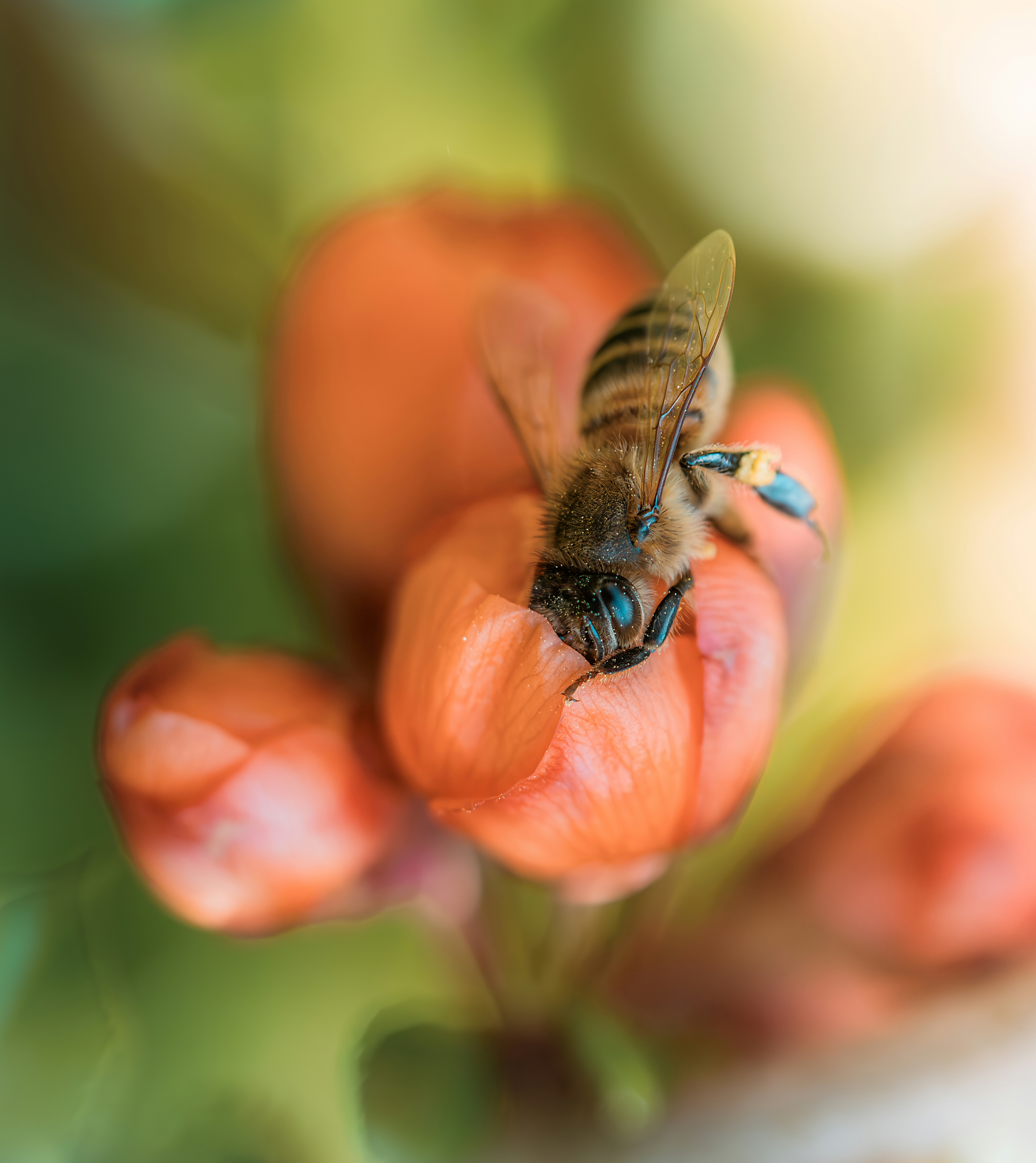 Пчела цветок лето, Ворожцова Марина