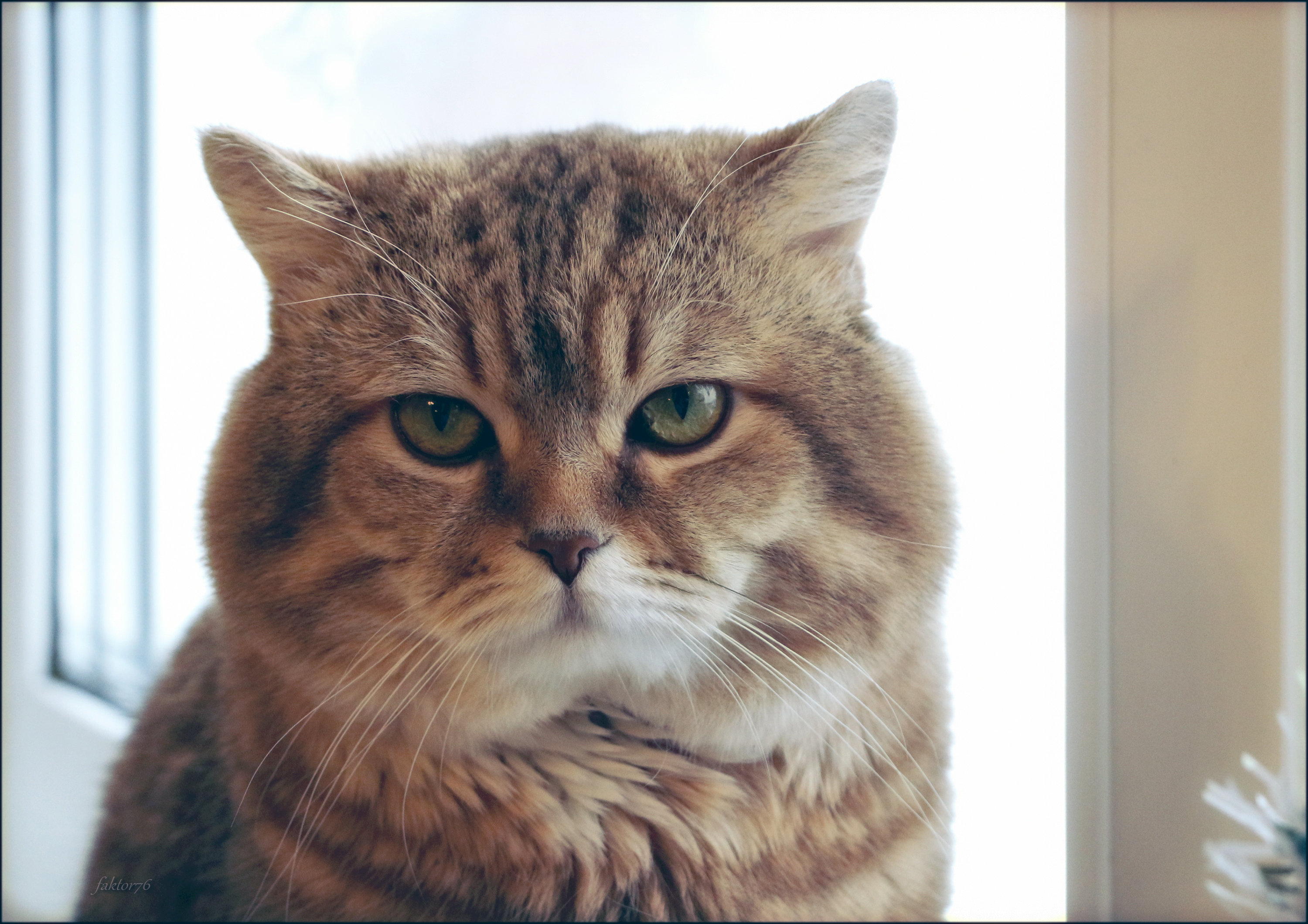 животные, кот, мурзик,  Сергей Валерьевич