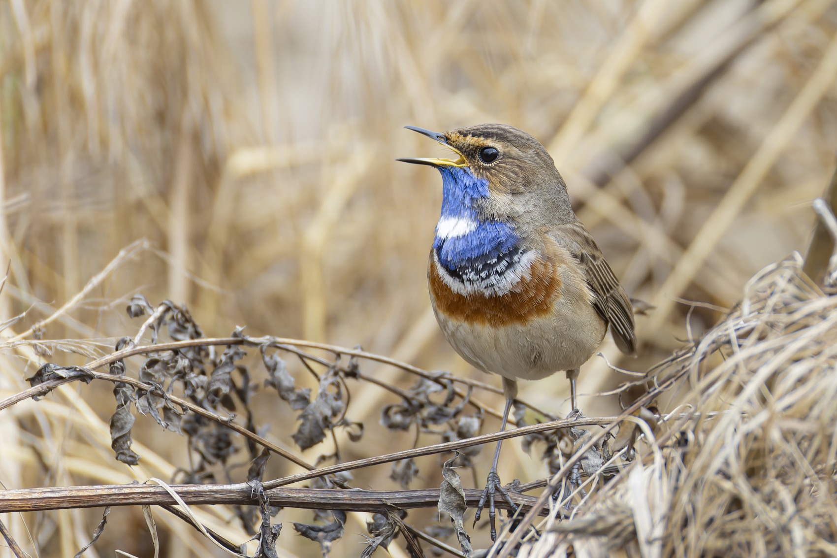 варакушка, птицы, Ruslan Pl