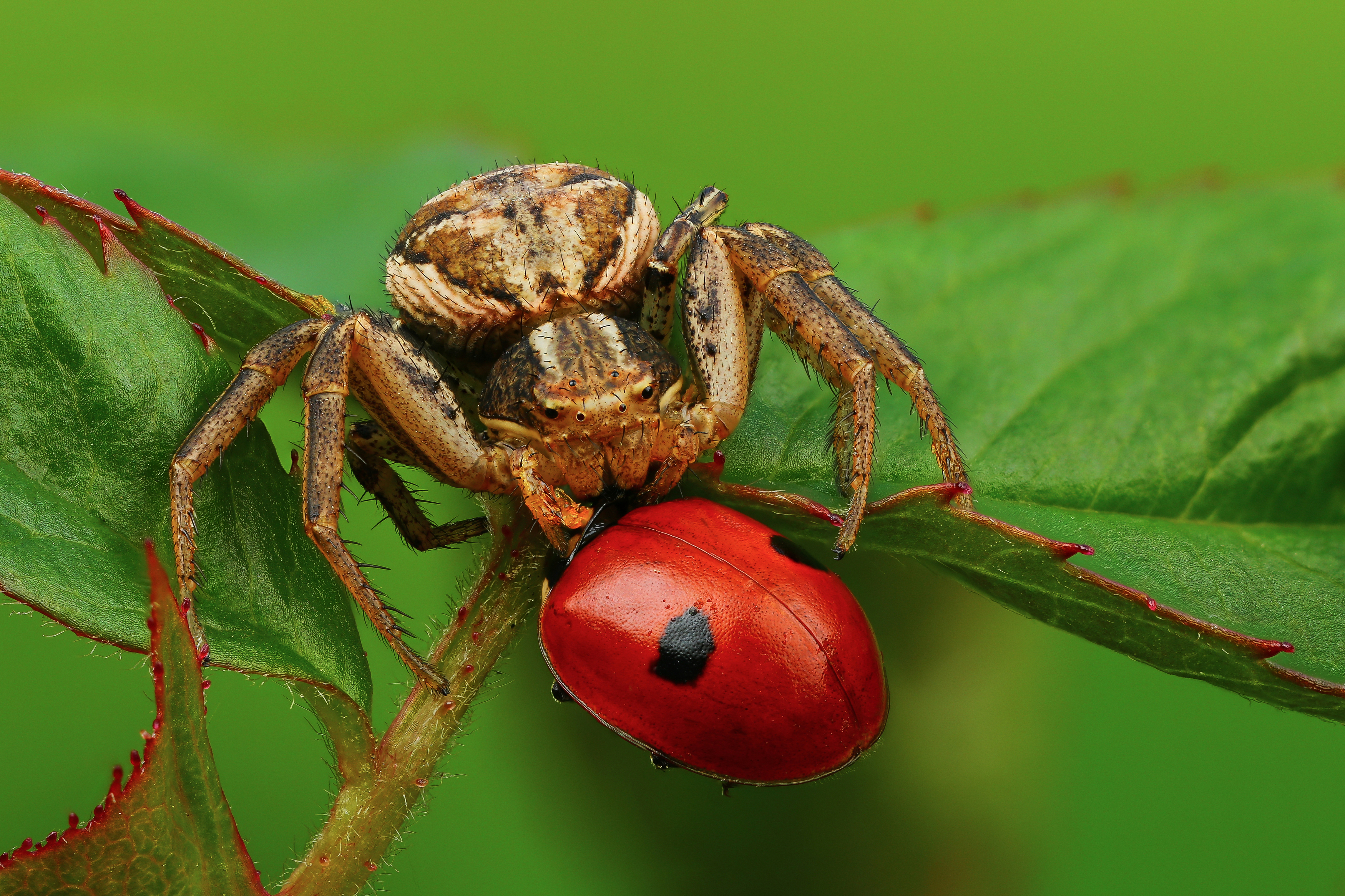 макро, природа, животное, растение, цвет, фото, зеленый, красный, паук, Шаповалов Андрей