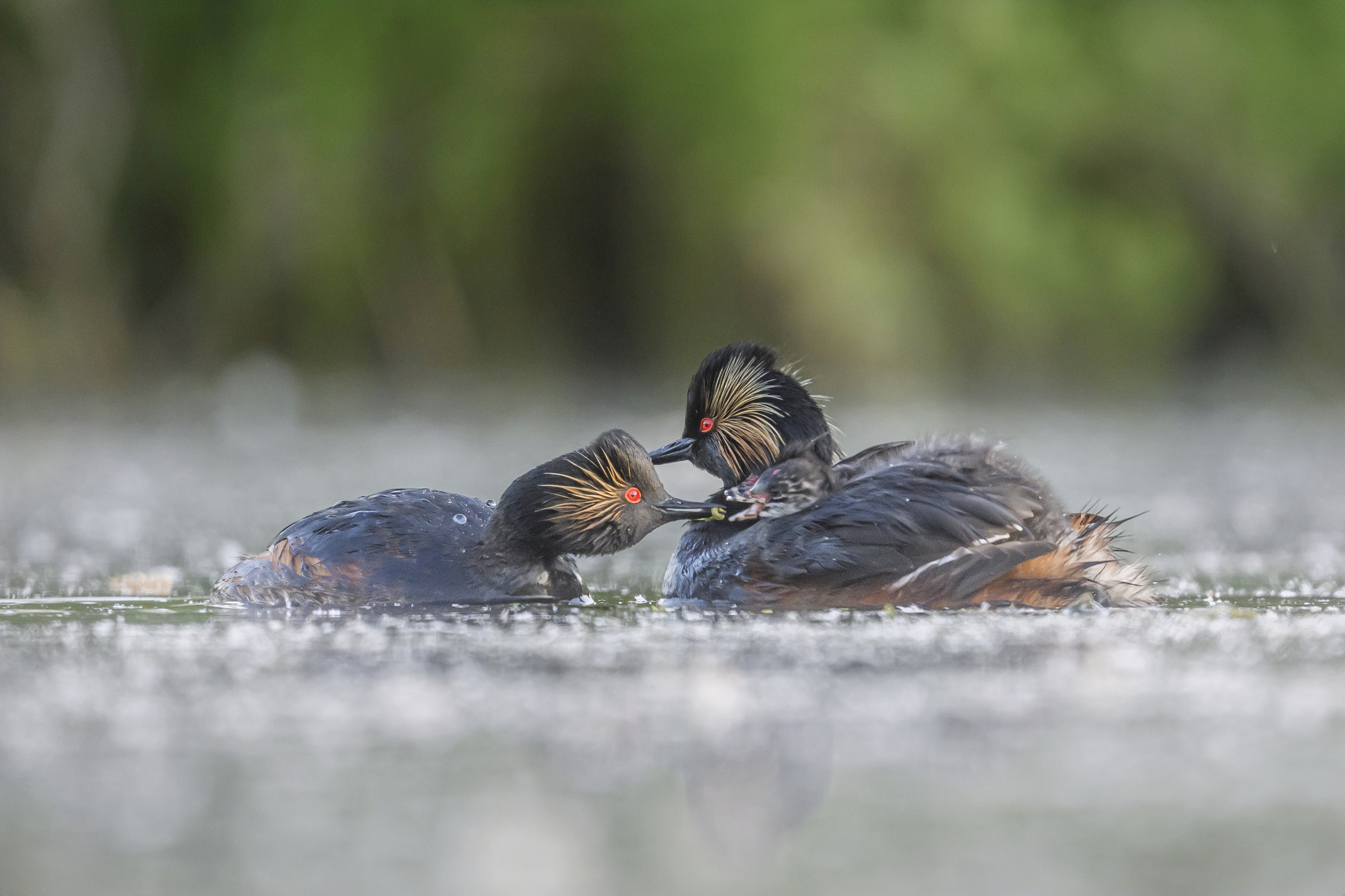 , Пупонин Сергей