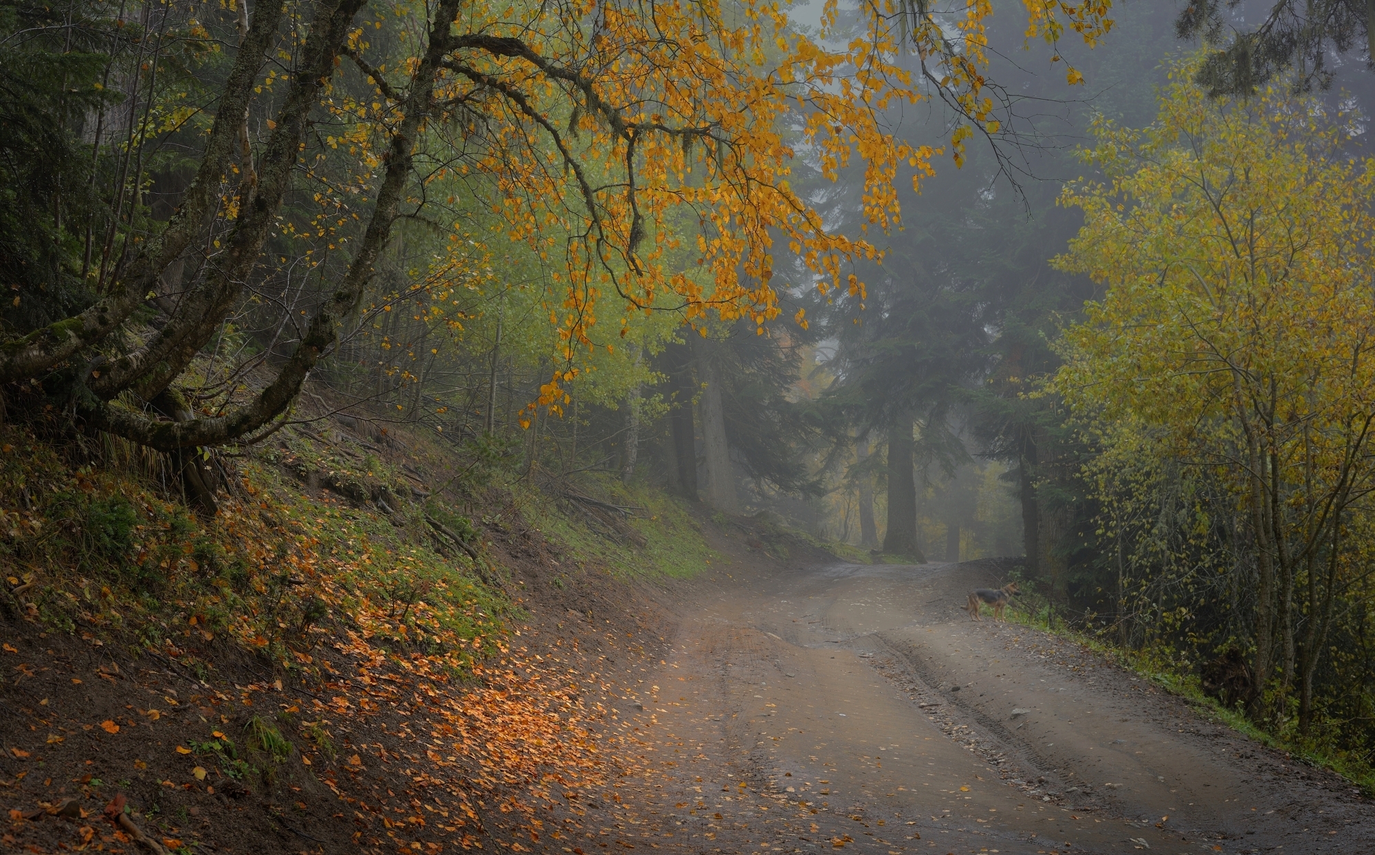 зима туман лес утро осень, Александр Жарников