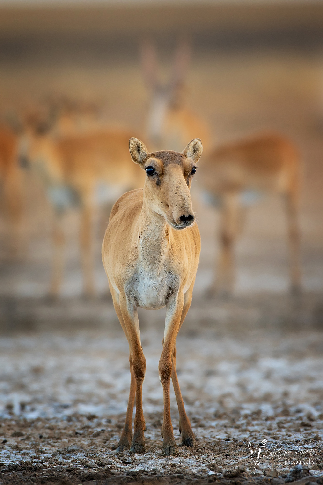 , Лобанов Роман