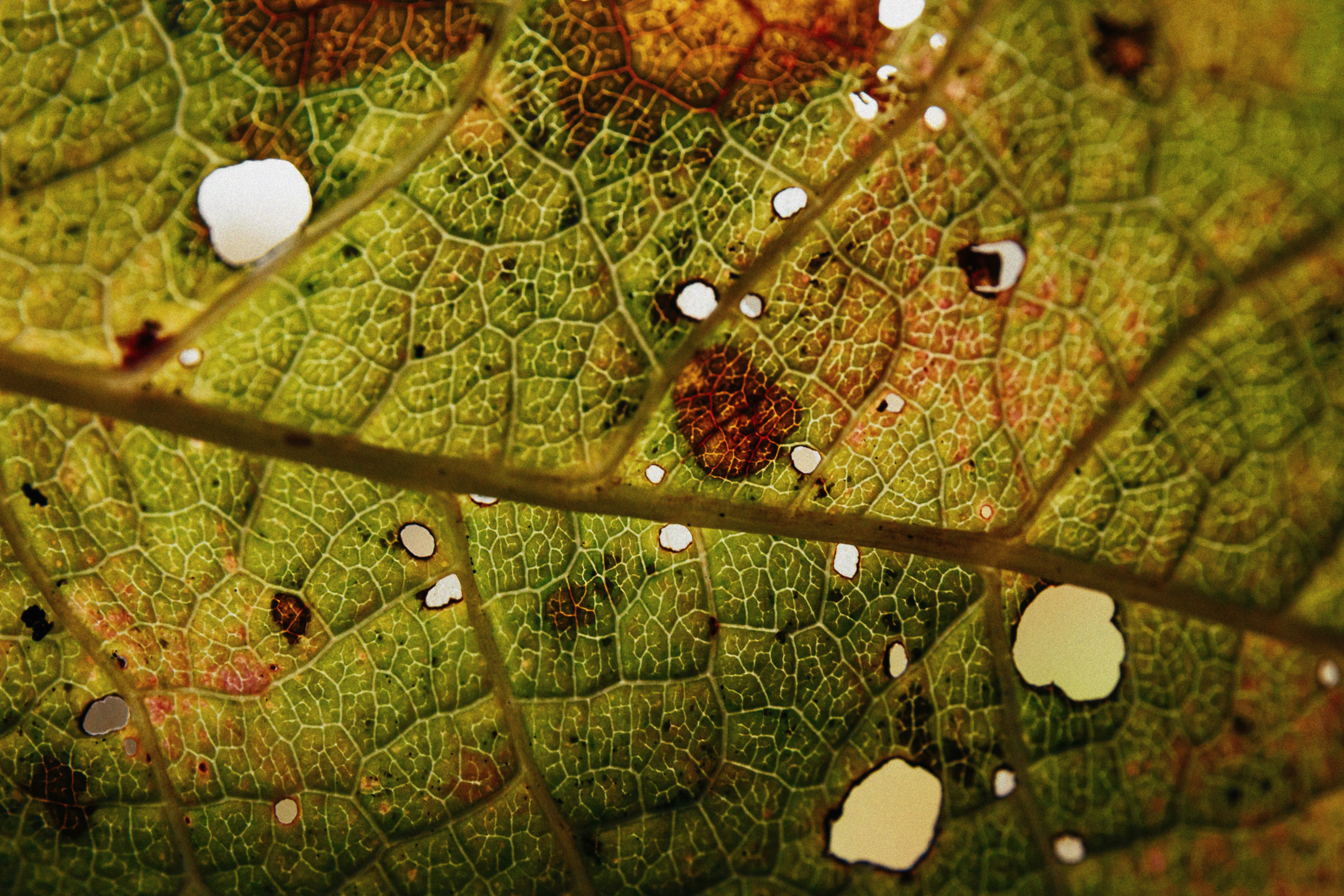 лист, осень, гербарий, природа, фактура, цвет, текстура, свет, Виктор Гагарин