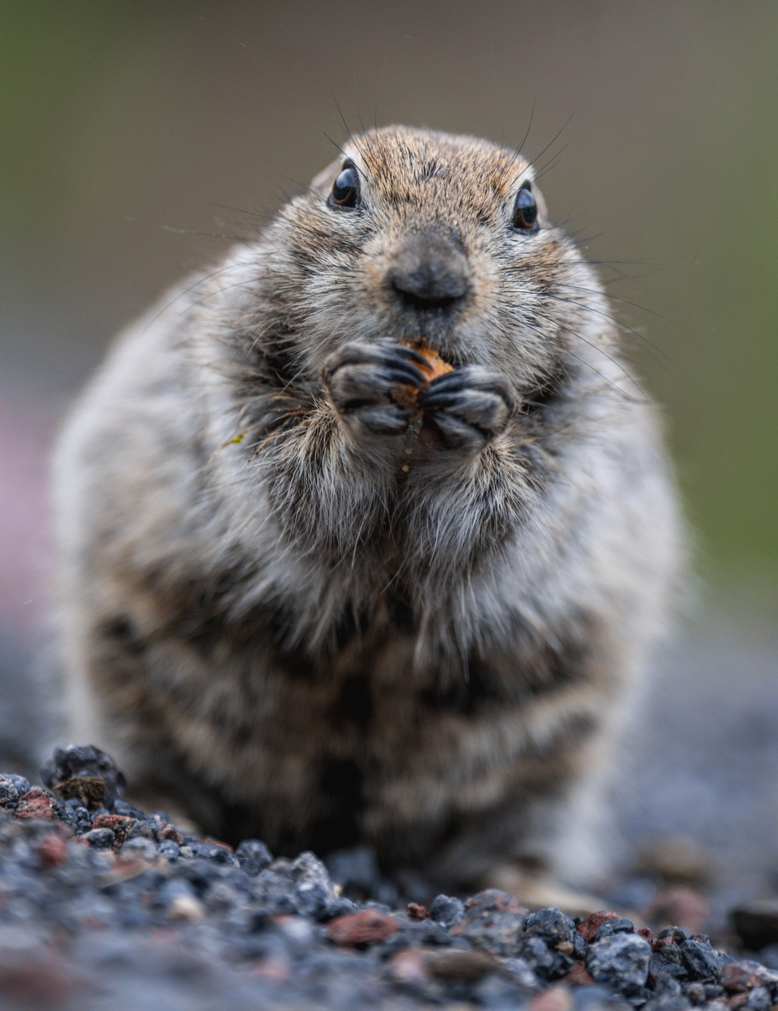 , Дэм Константин