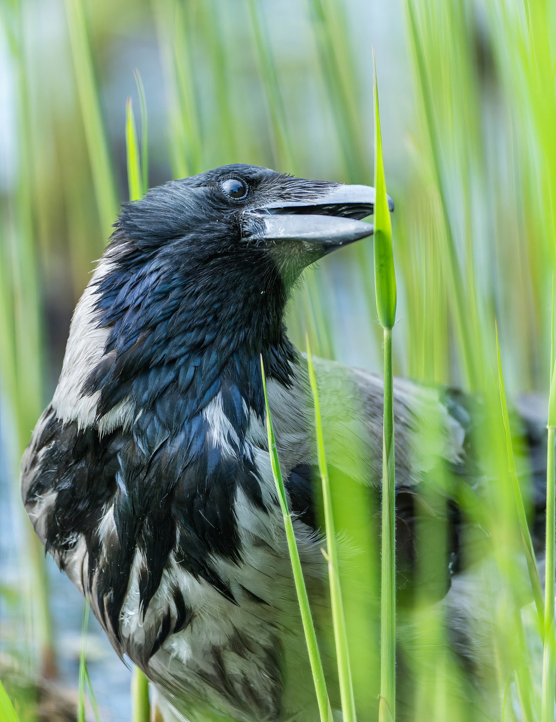, Дэм Константин