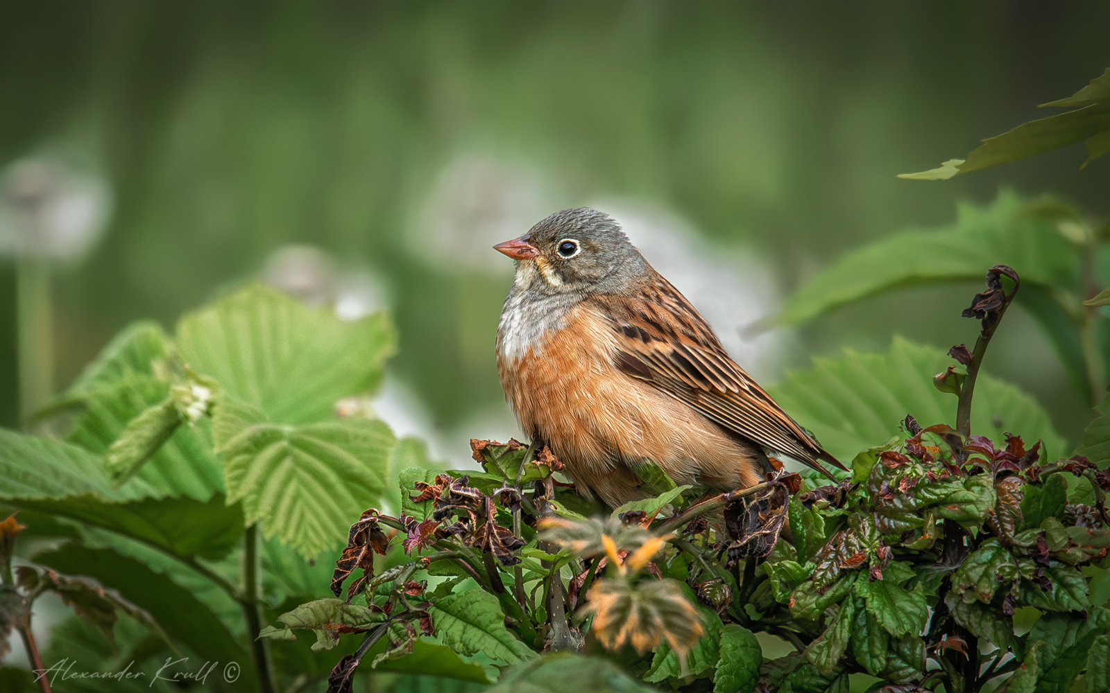 овсянка, садовая овсянка, emberiz hortulana, Круль Александр