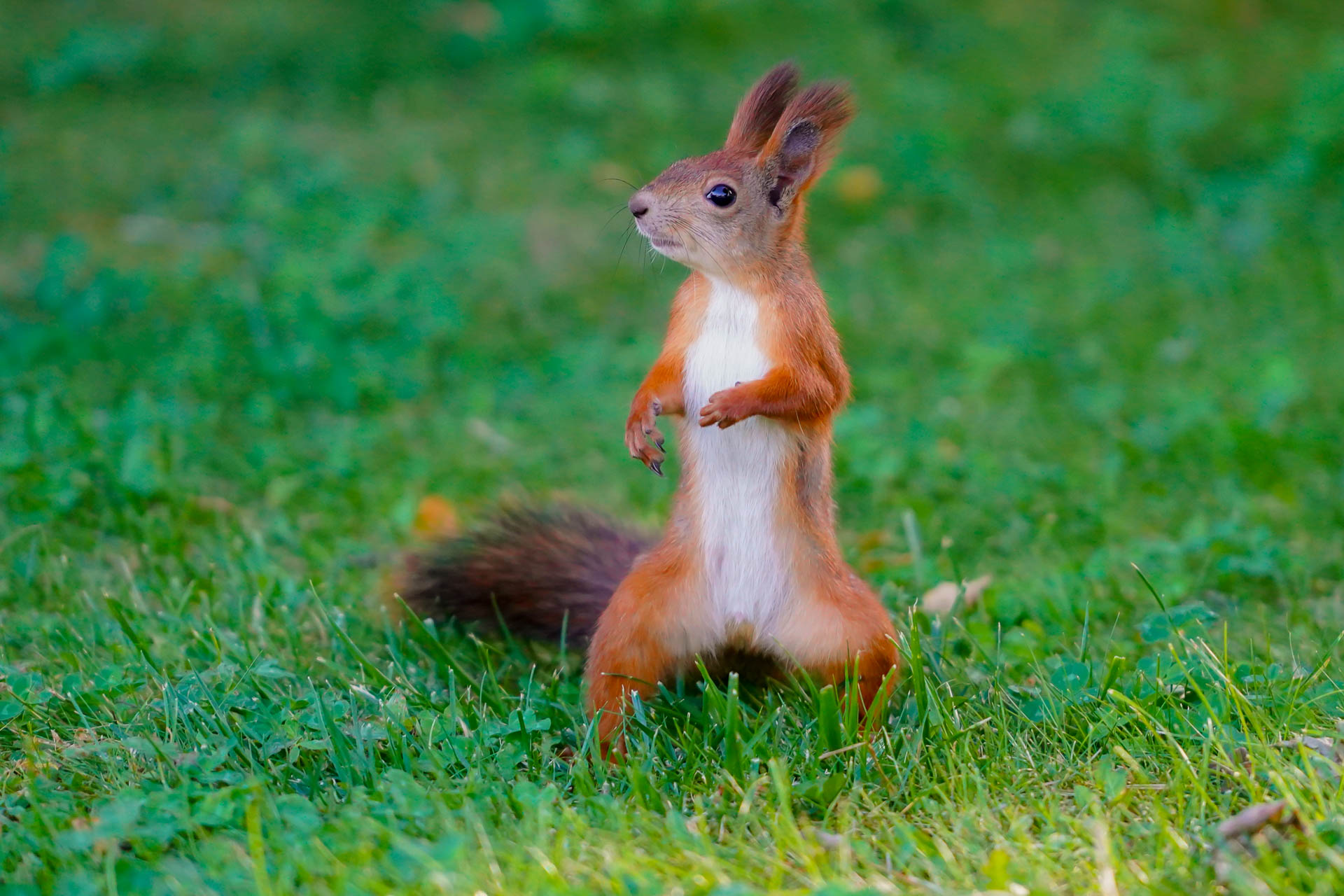 , Виктор Ястребов