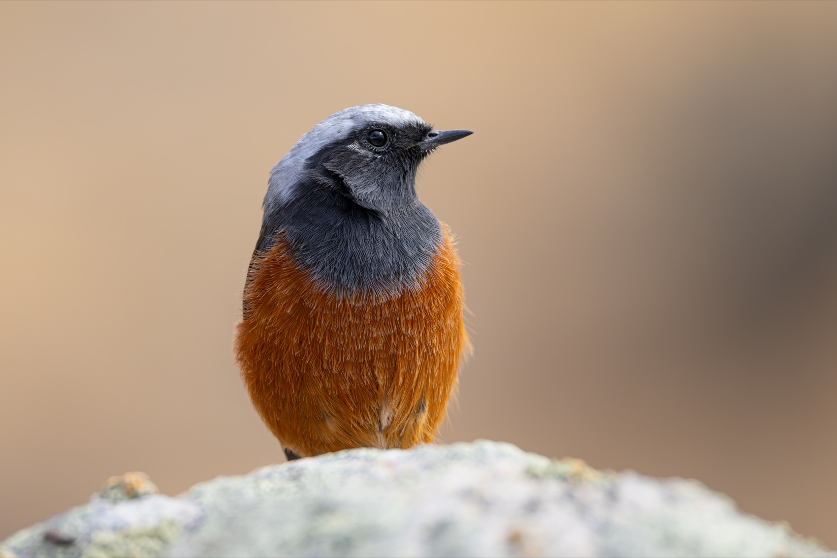 краснобрюхая горихвостка, птицы, горихвостка, алтай, Ruslan Pl