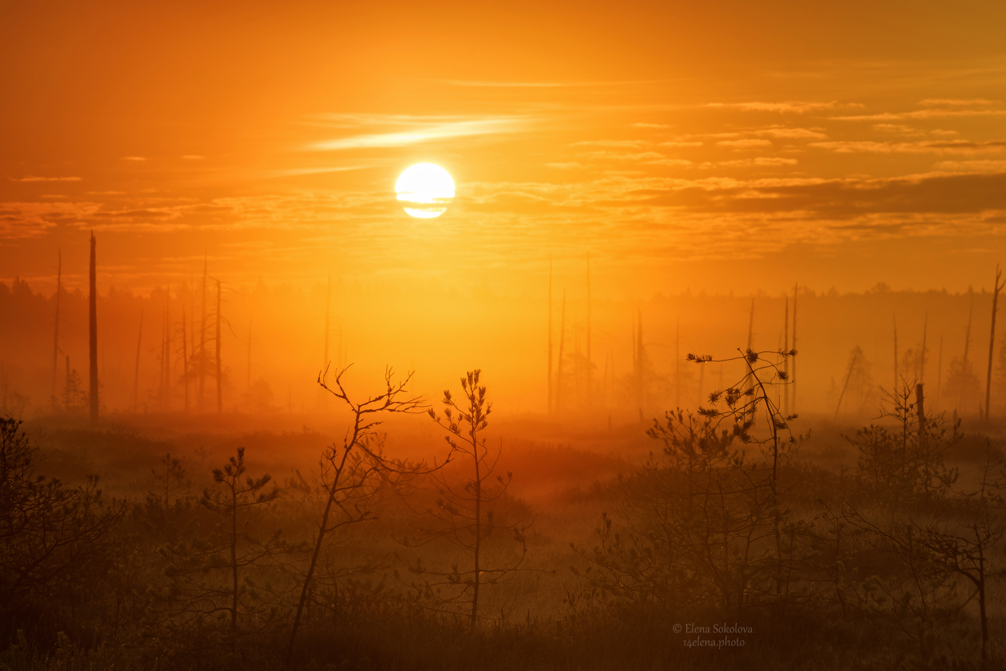 рассвет, утро, туман, Соколова Елена