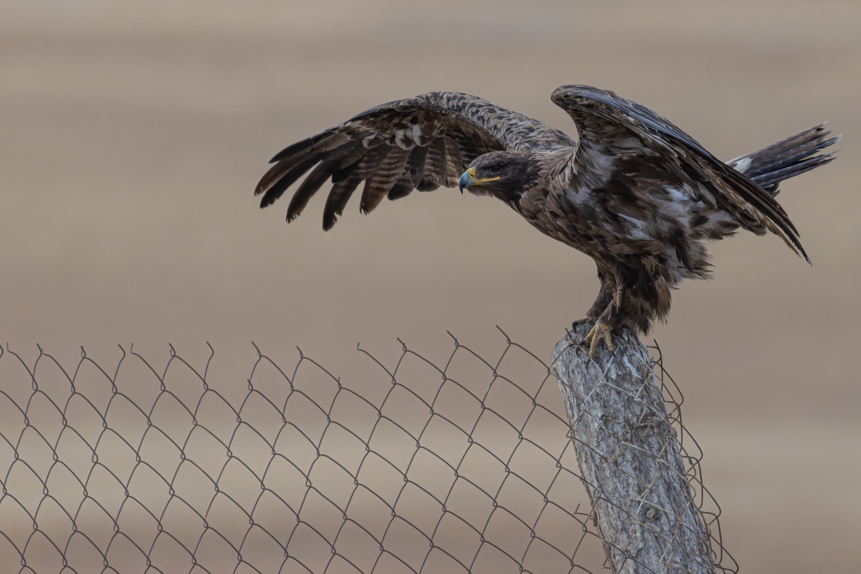 степной орел, орел, птицы, алтай, Ruslan Pl