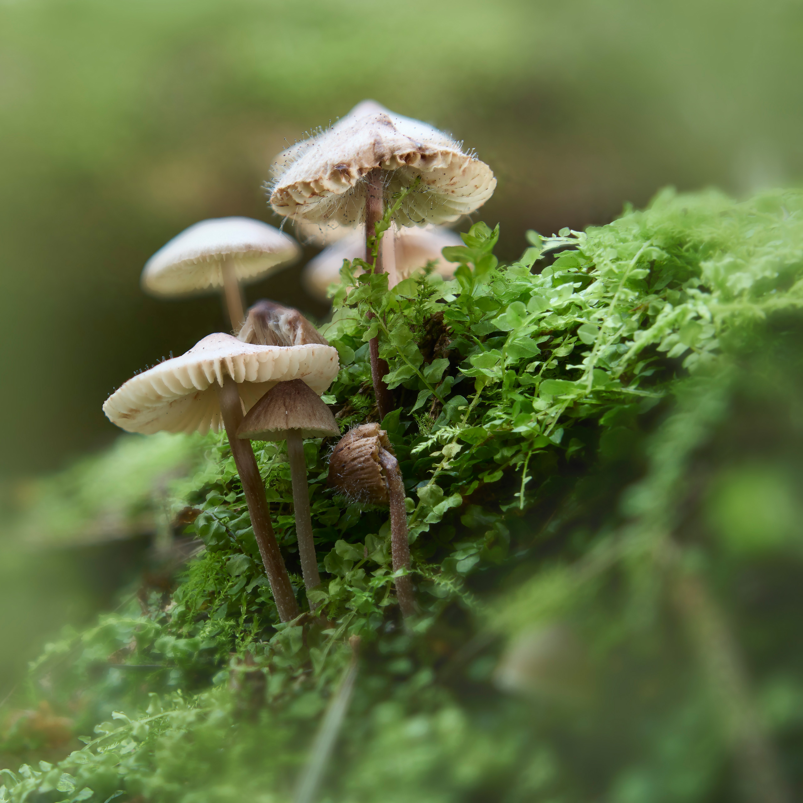грибы, лес, Валерий Вождаев