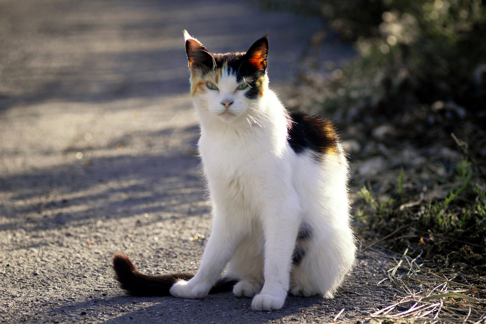 кошка, Александр Канцур