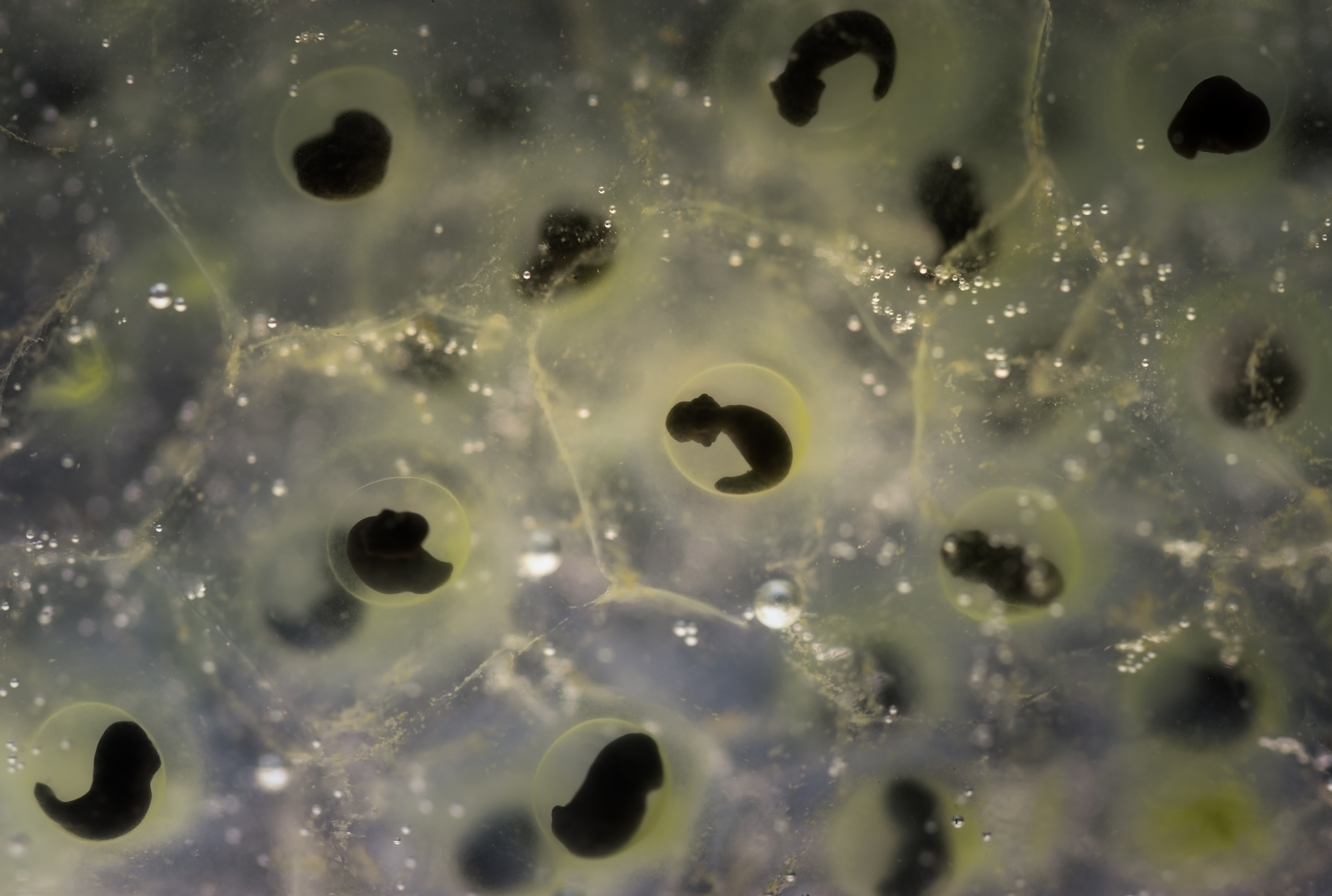 , Кузнецов Дмитрий