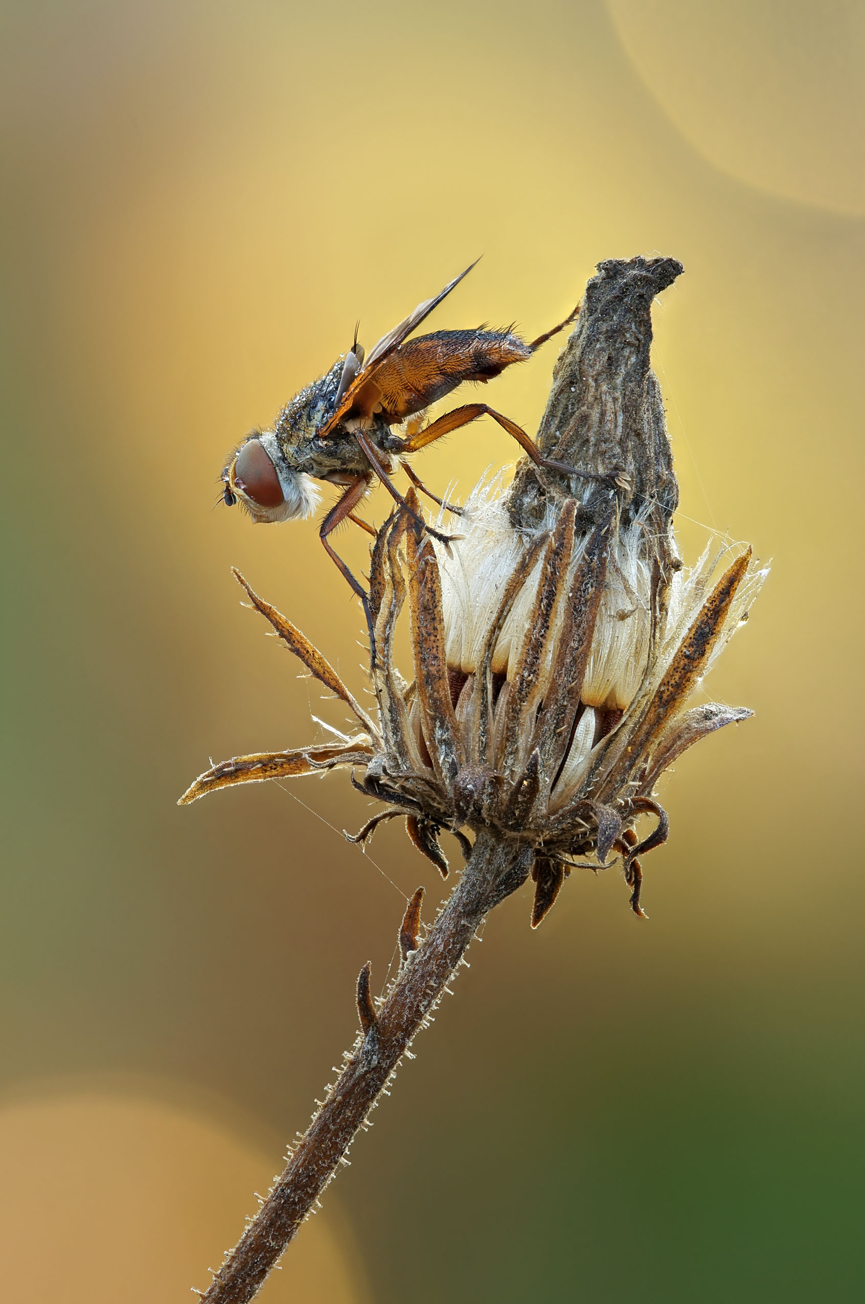 , Чепленко Алексей