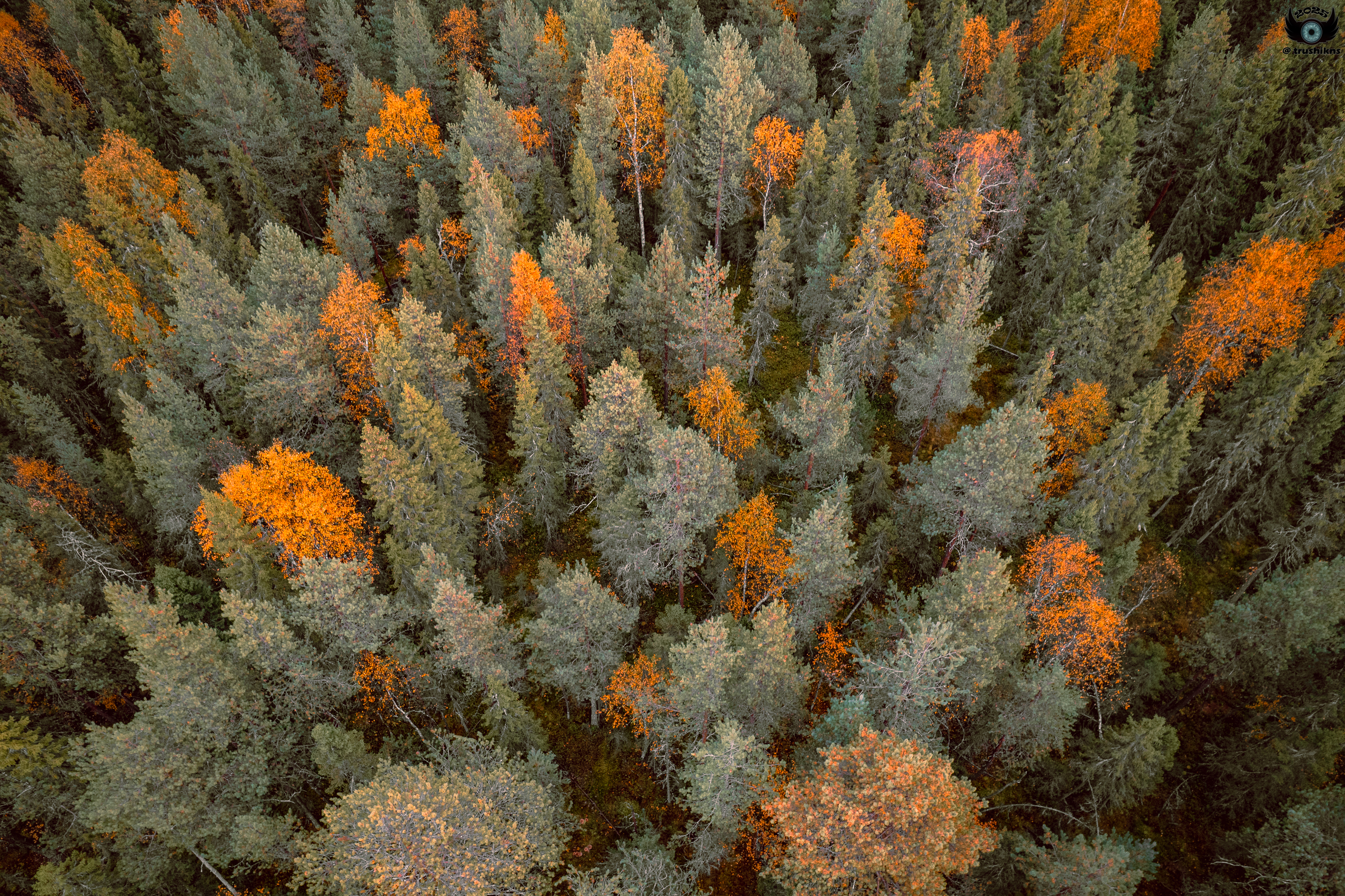 , Vladislav Trushkov